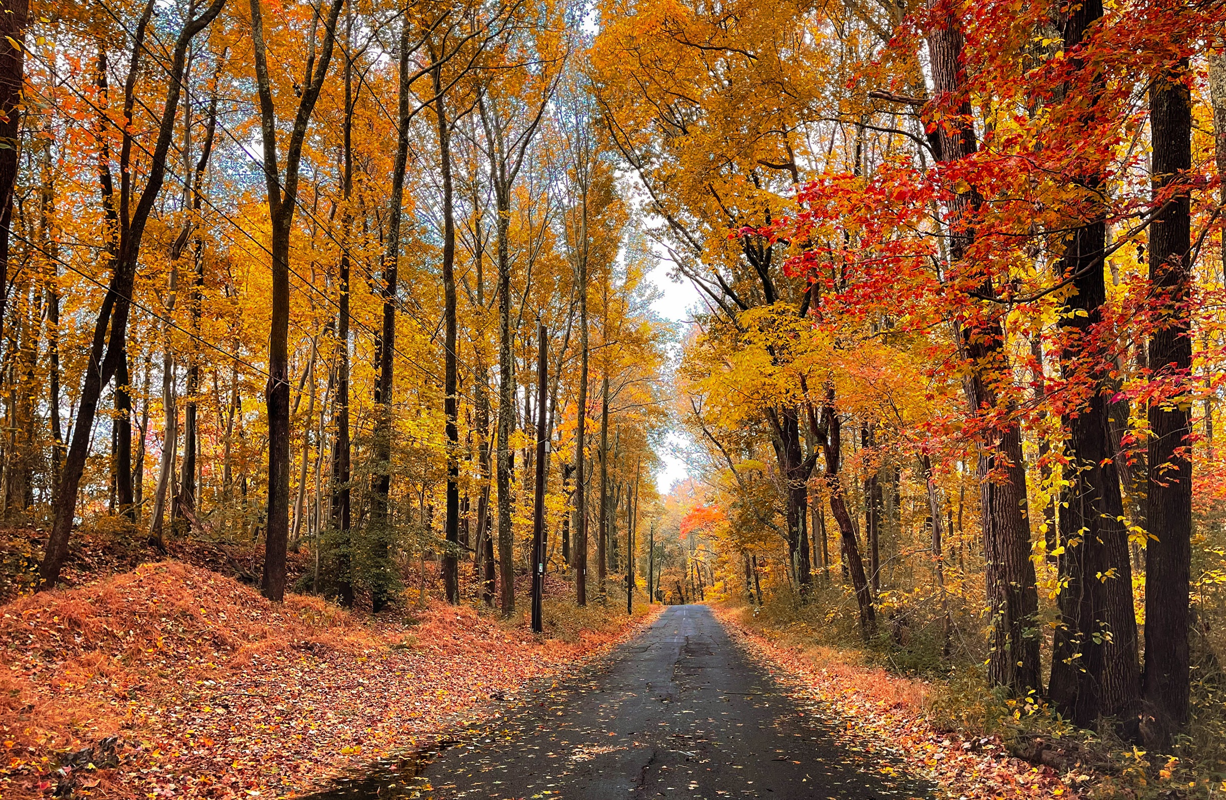 Autumn forest road with colorful foliage HD Wallpaper