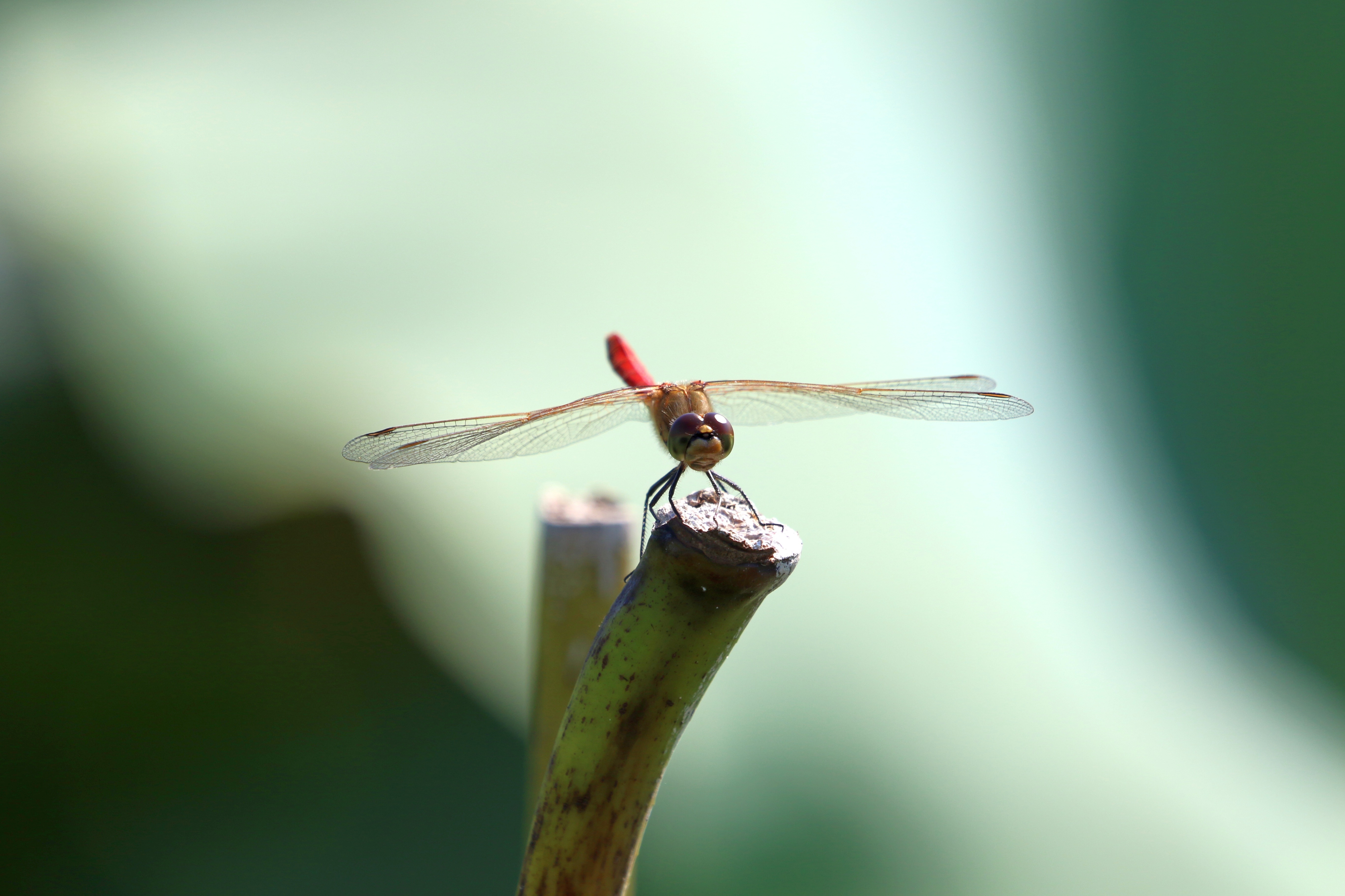Dragonfly on a plant stem, bokeh HD Wallpaper