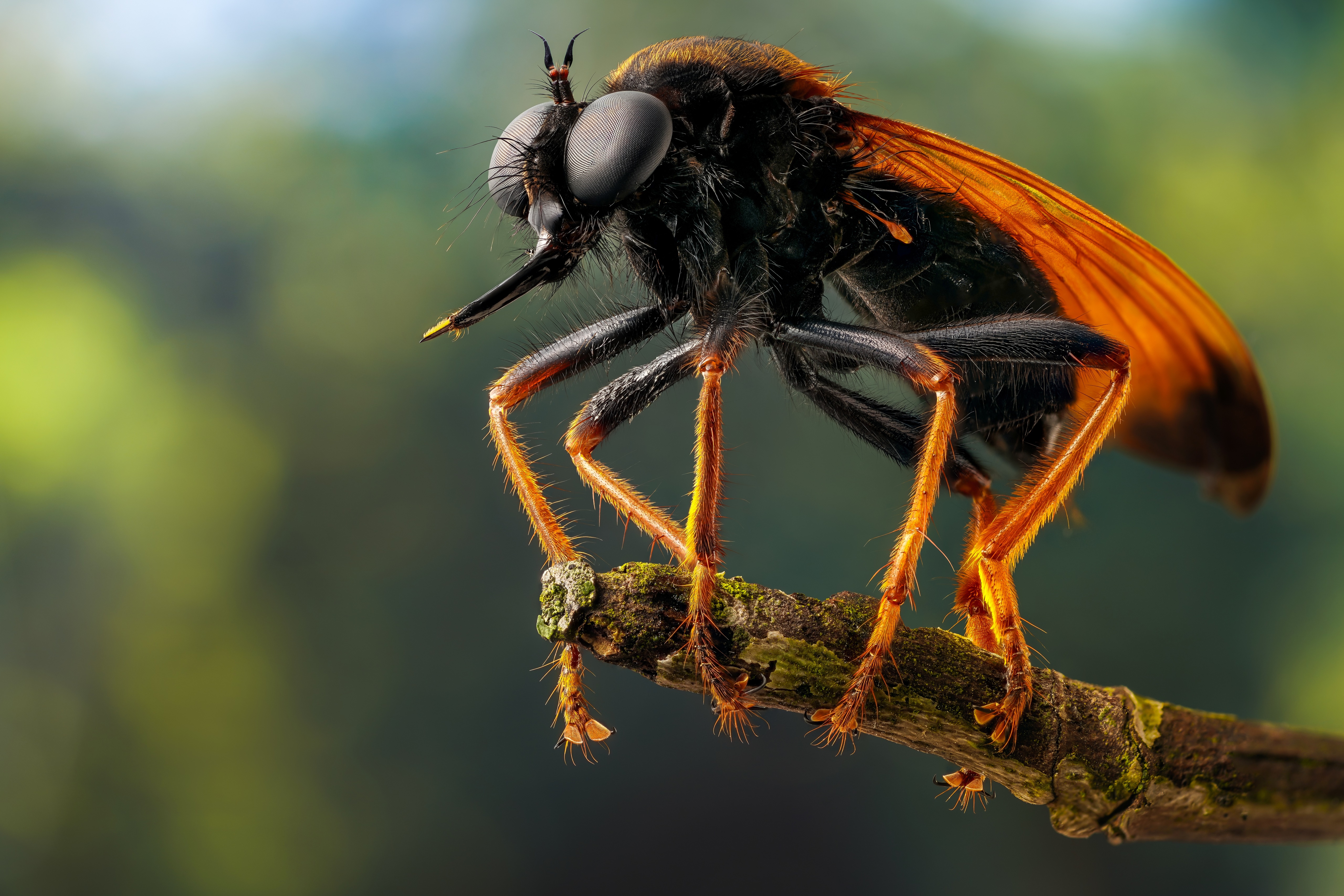 Robberfly insect on a branch, 4K HD Wallpaper
