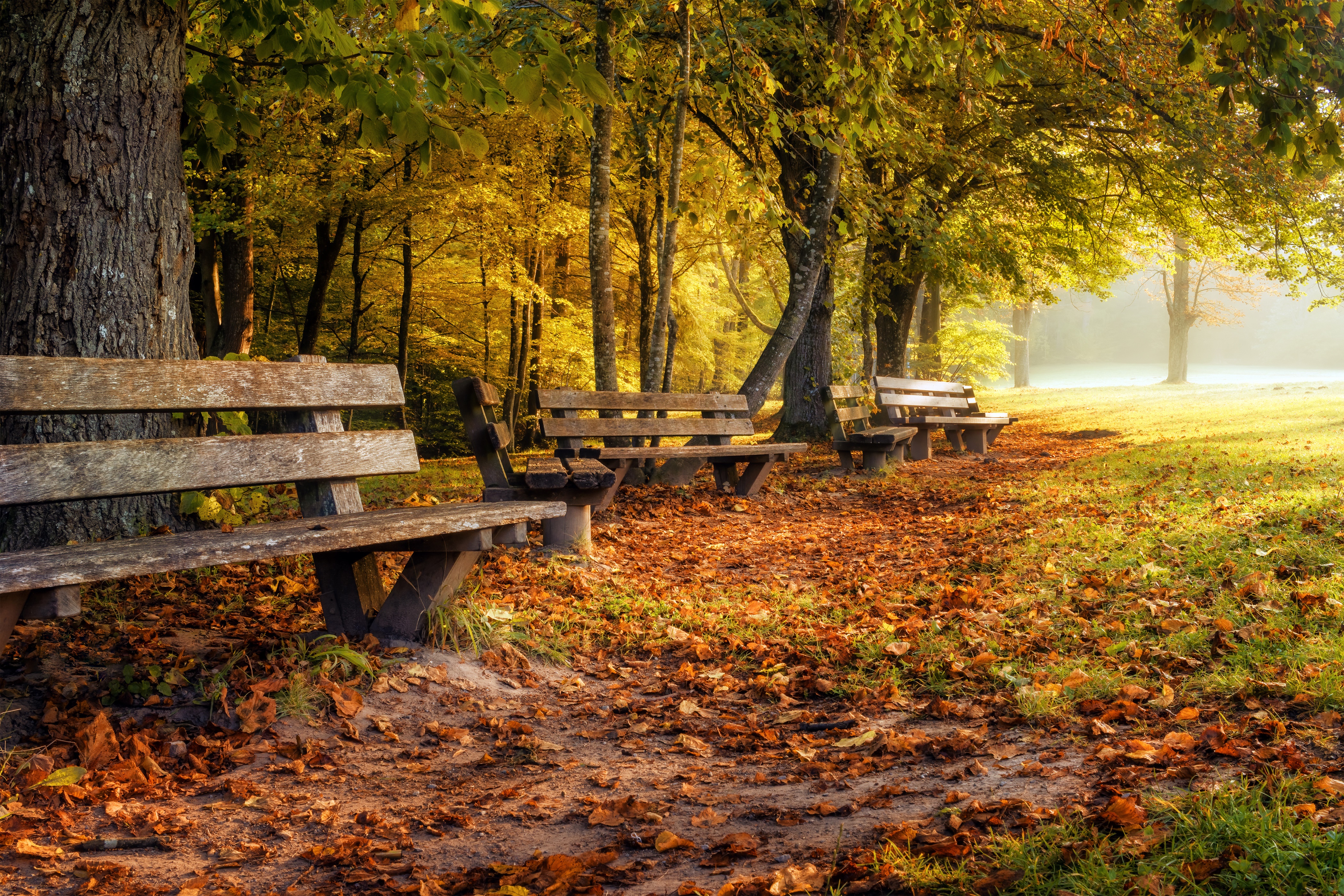 Autumn park with benches and fallen leaves in Germany HD Wallpaper