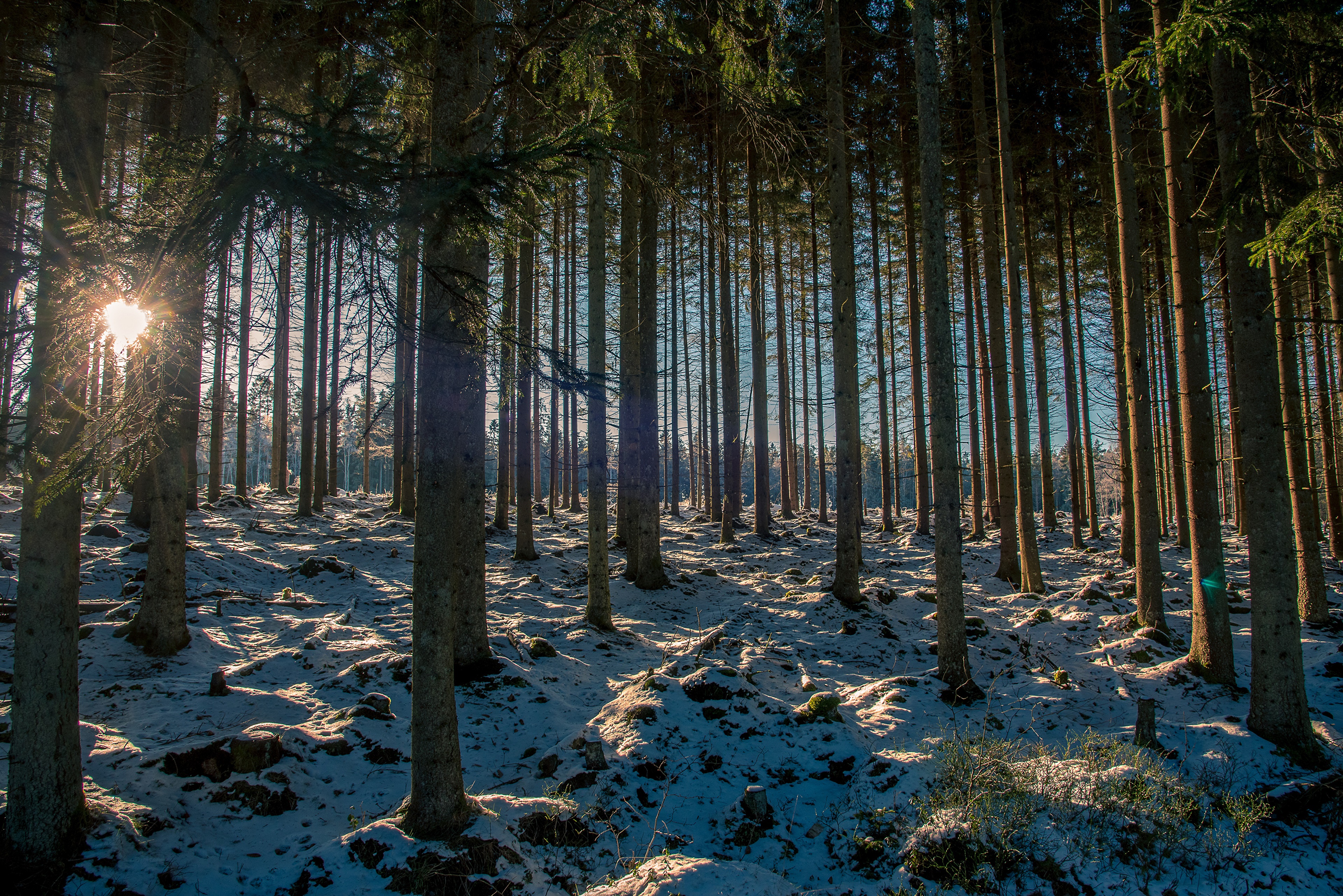 Forest with Snow and Sun HD Wallpaper
