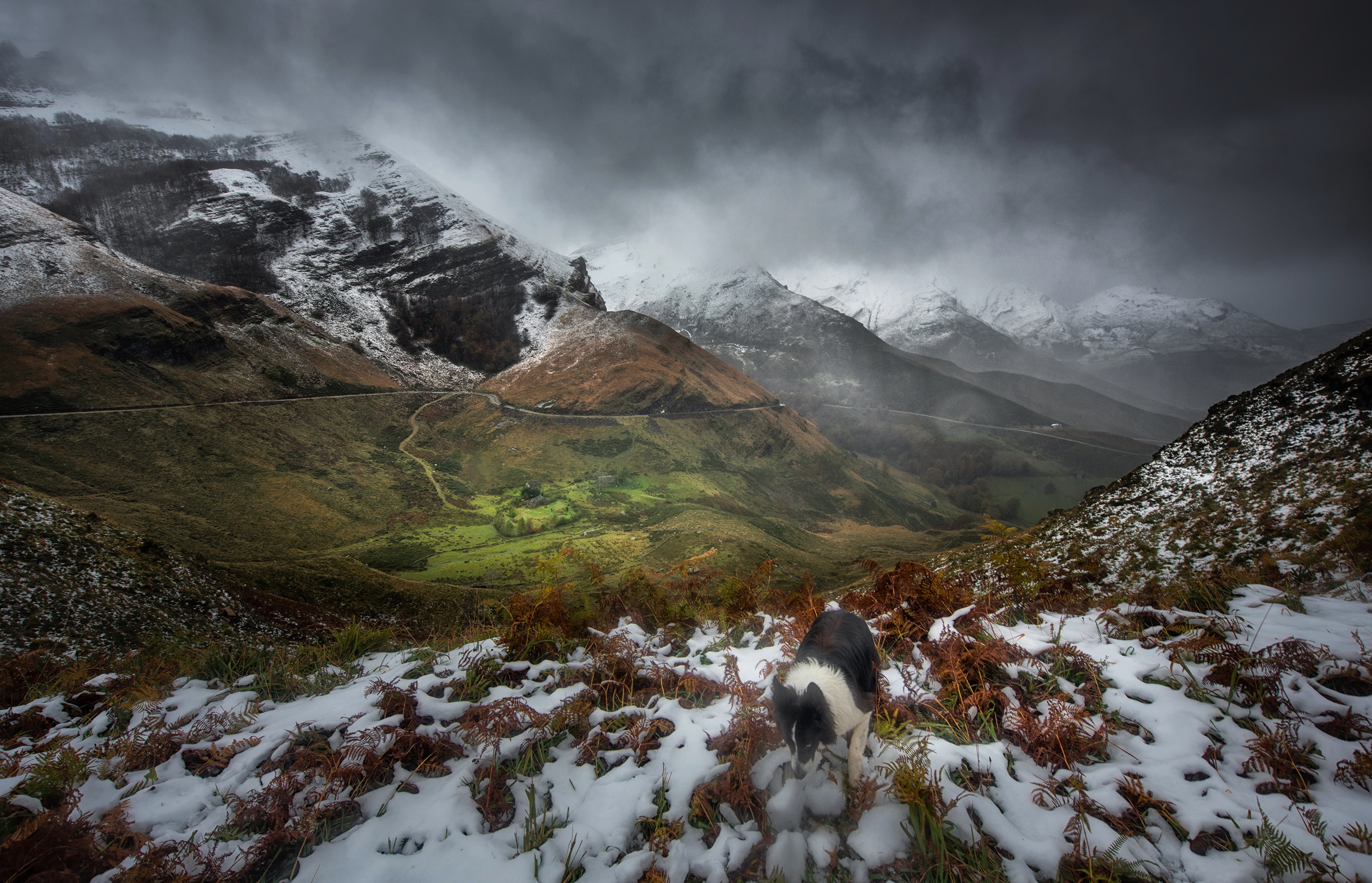 Border Collie in snowy Cantabria mountains, Spain HD Wallpaper