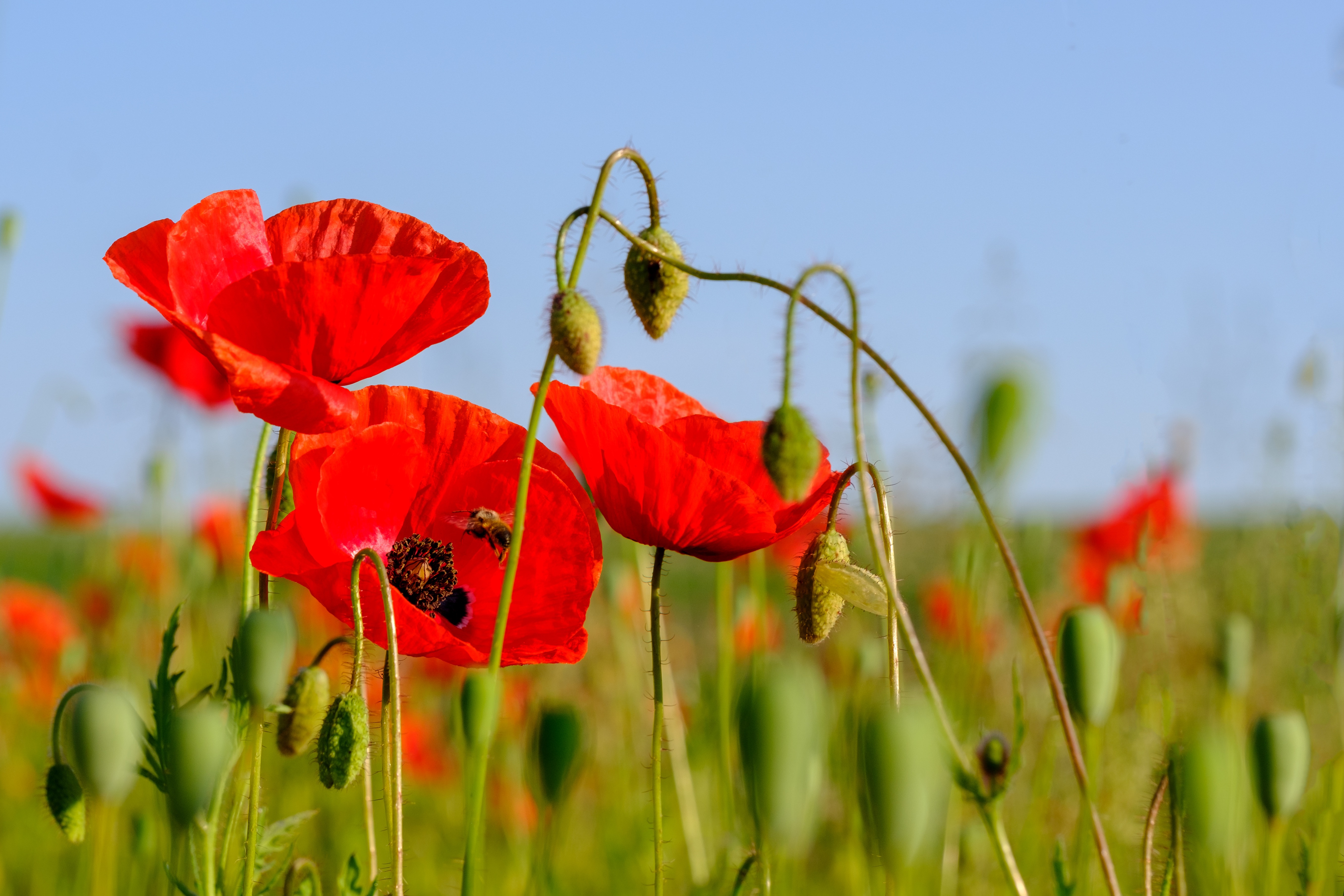 Field of Red Poppies with Bee HD Wallpaper