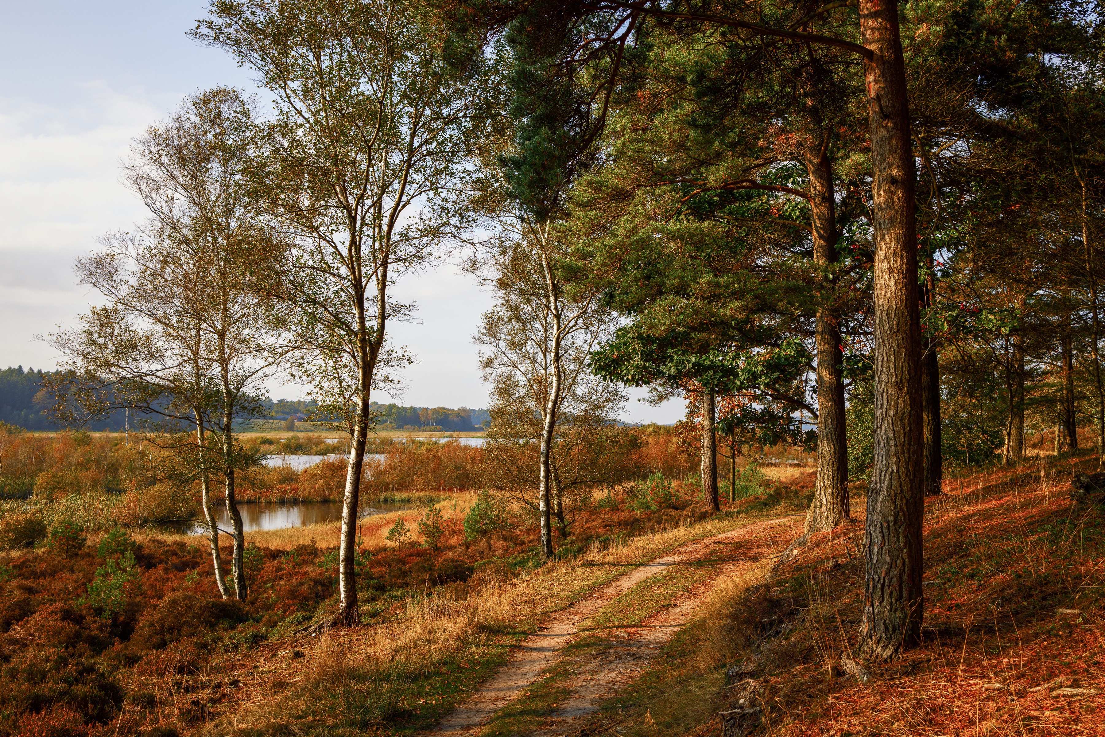 Autumn trail through a forest with a lake in Denmark HD Wallpaper