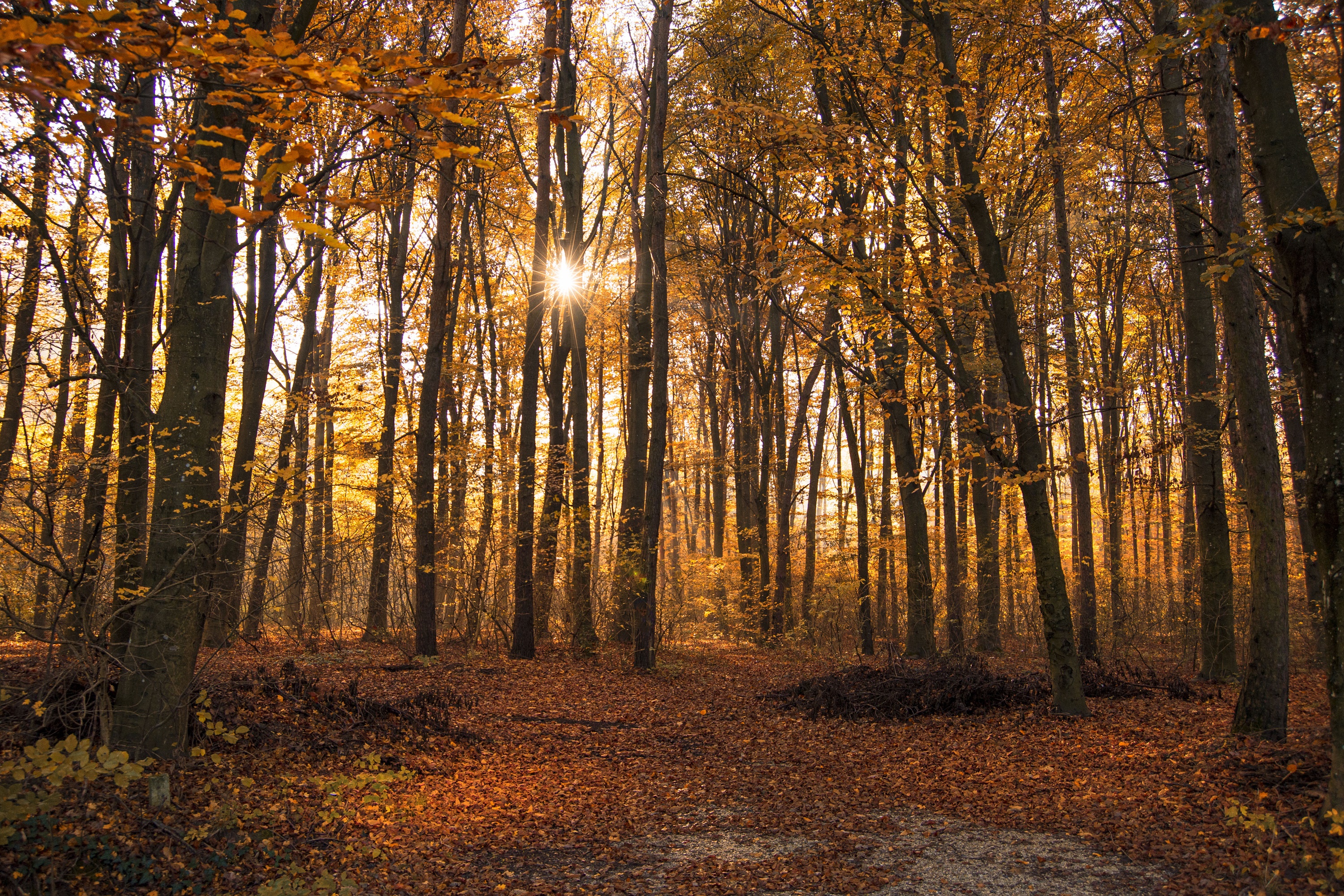 Autumn forest with sun rays filtering through trees HD Wallpaper