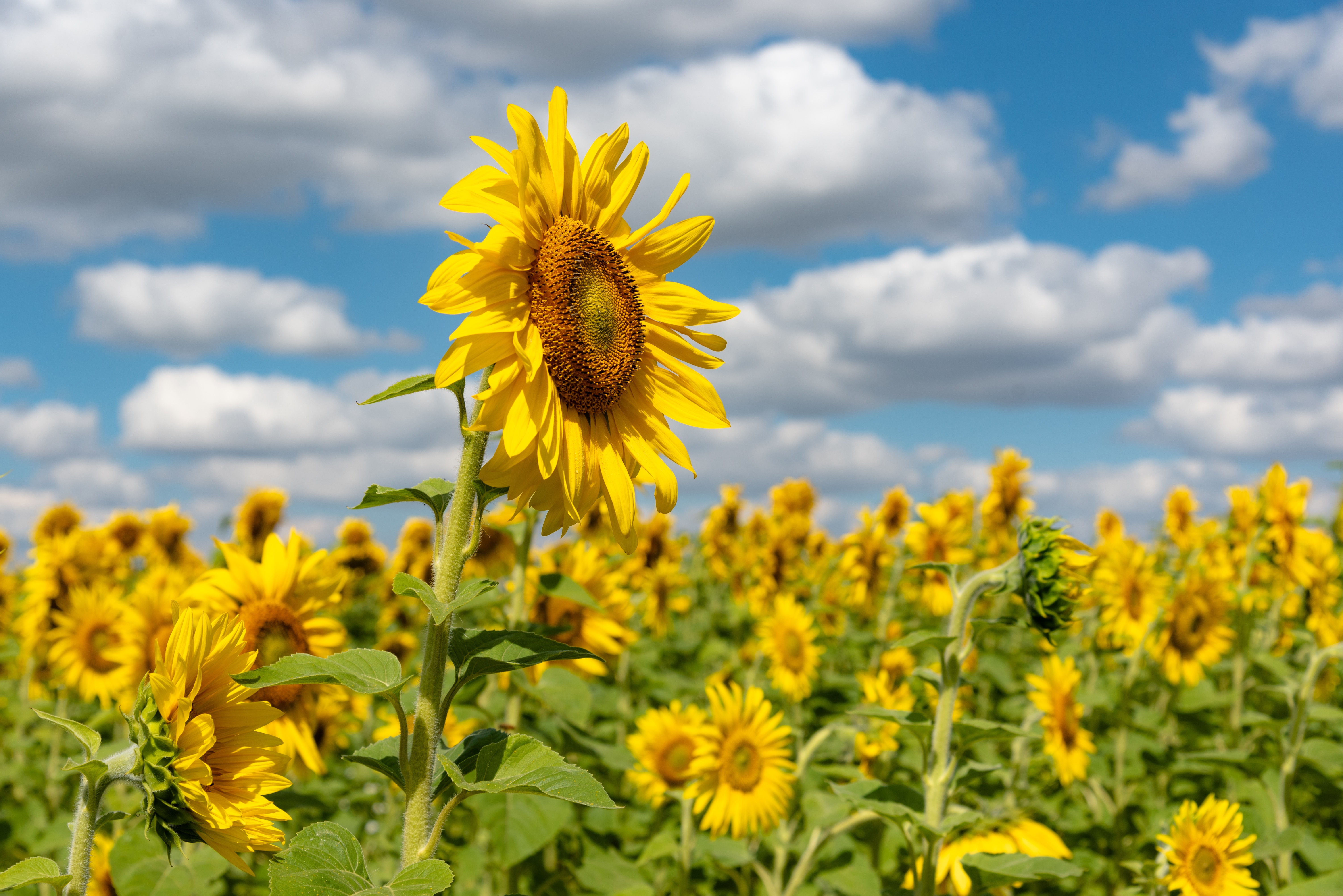 Field of Sunflowers Under a Blue Sky HD Wallpaper