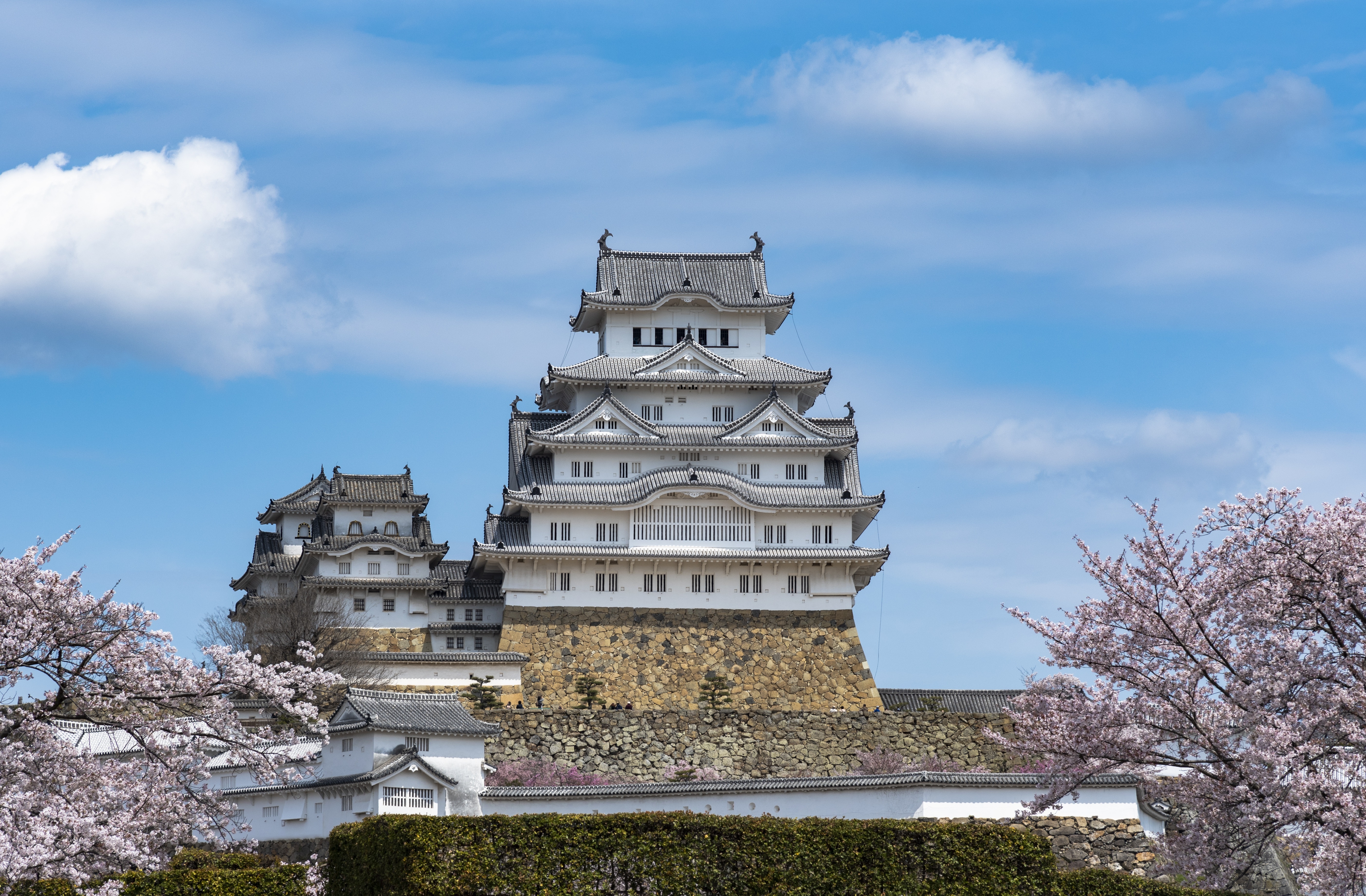 Himeji Castle in Japan with Cherry Blossoms HD Wallpaper