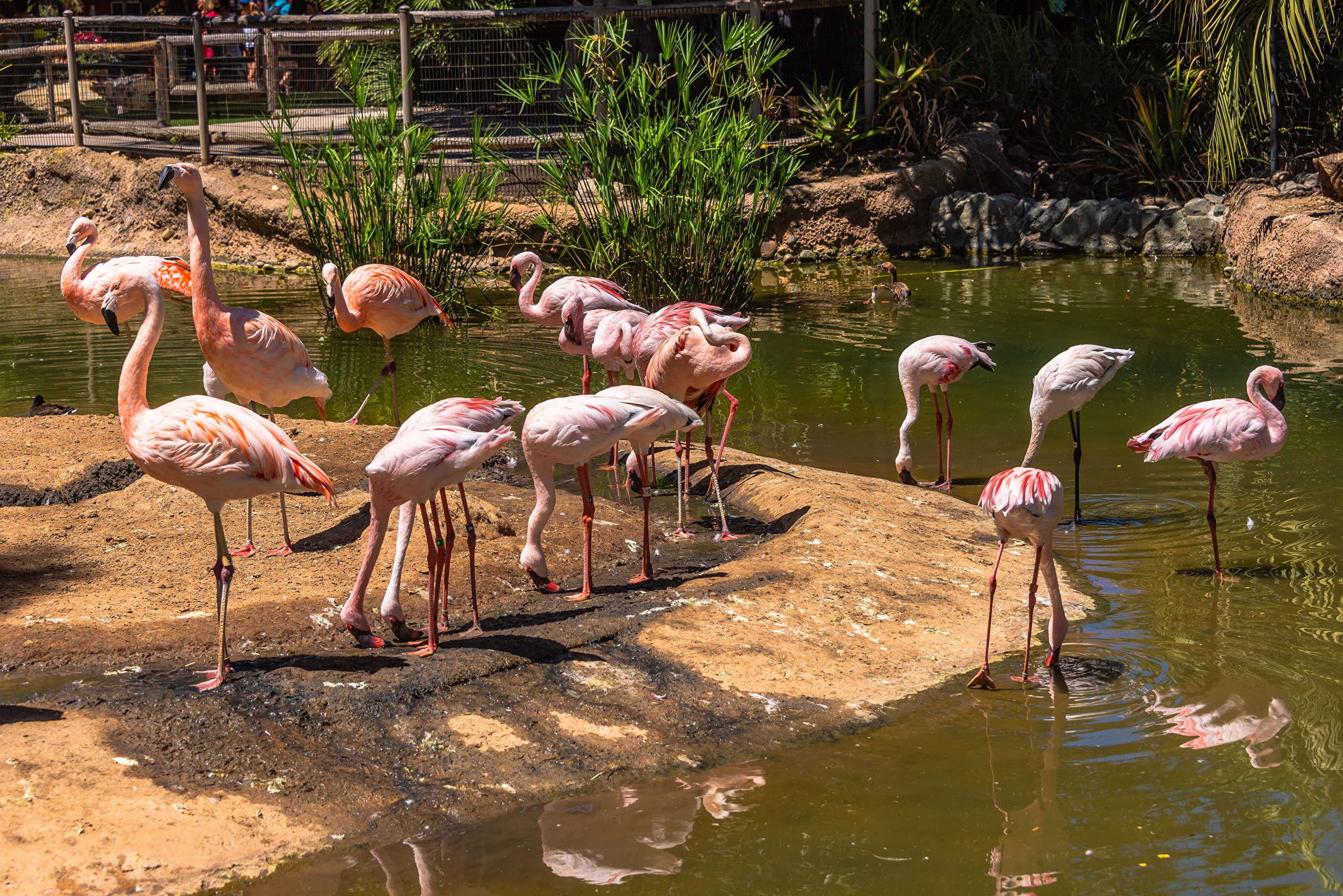 Flamingos in a Zoo Enclosure HD Wallpaper
