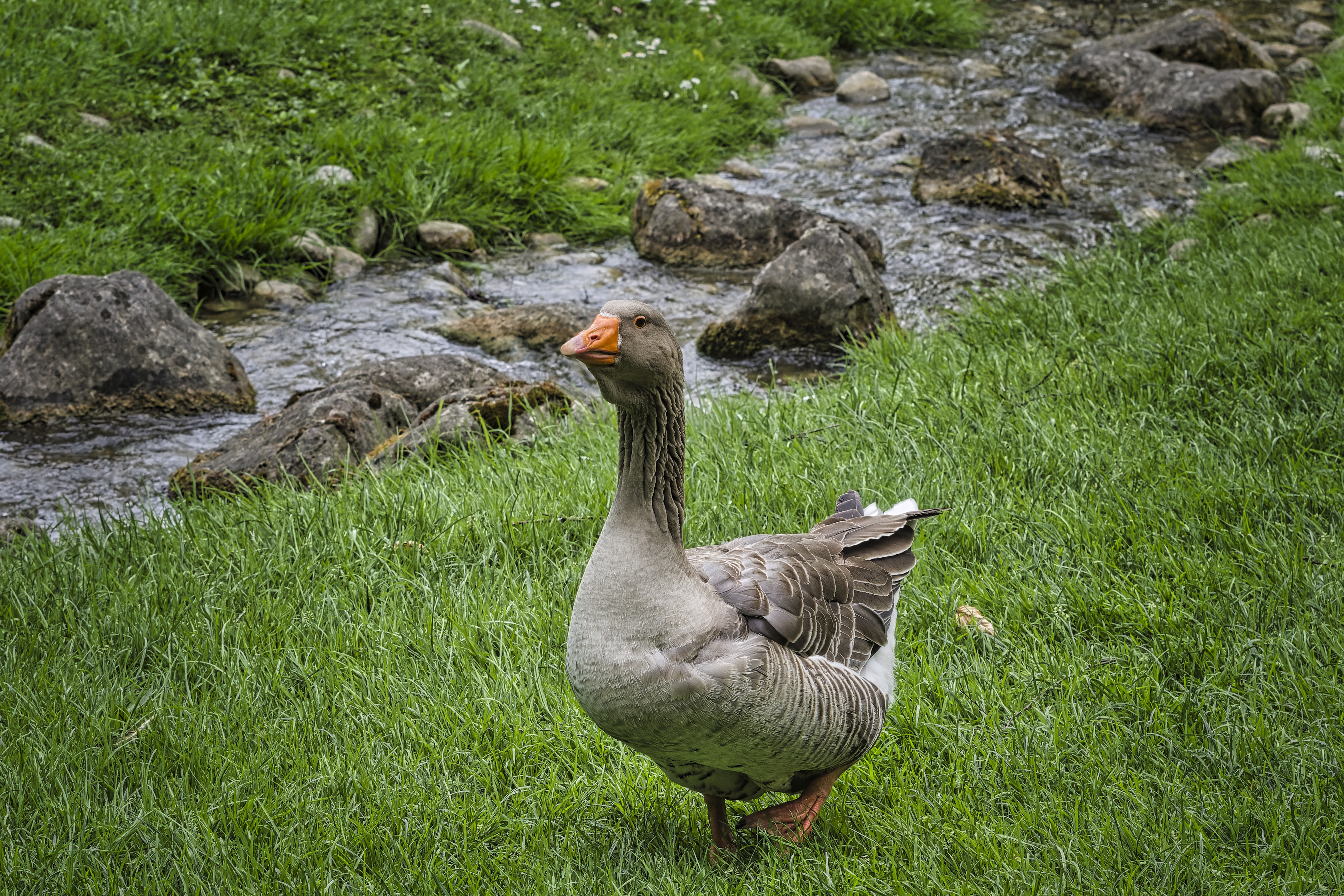 Goose standing on grass near a stream HD Wallpaper