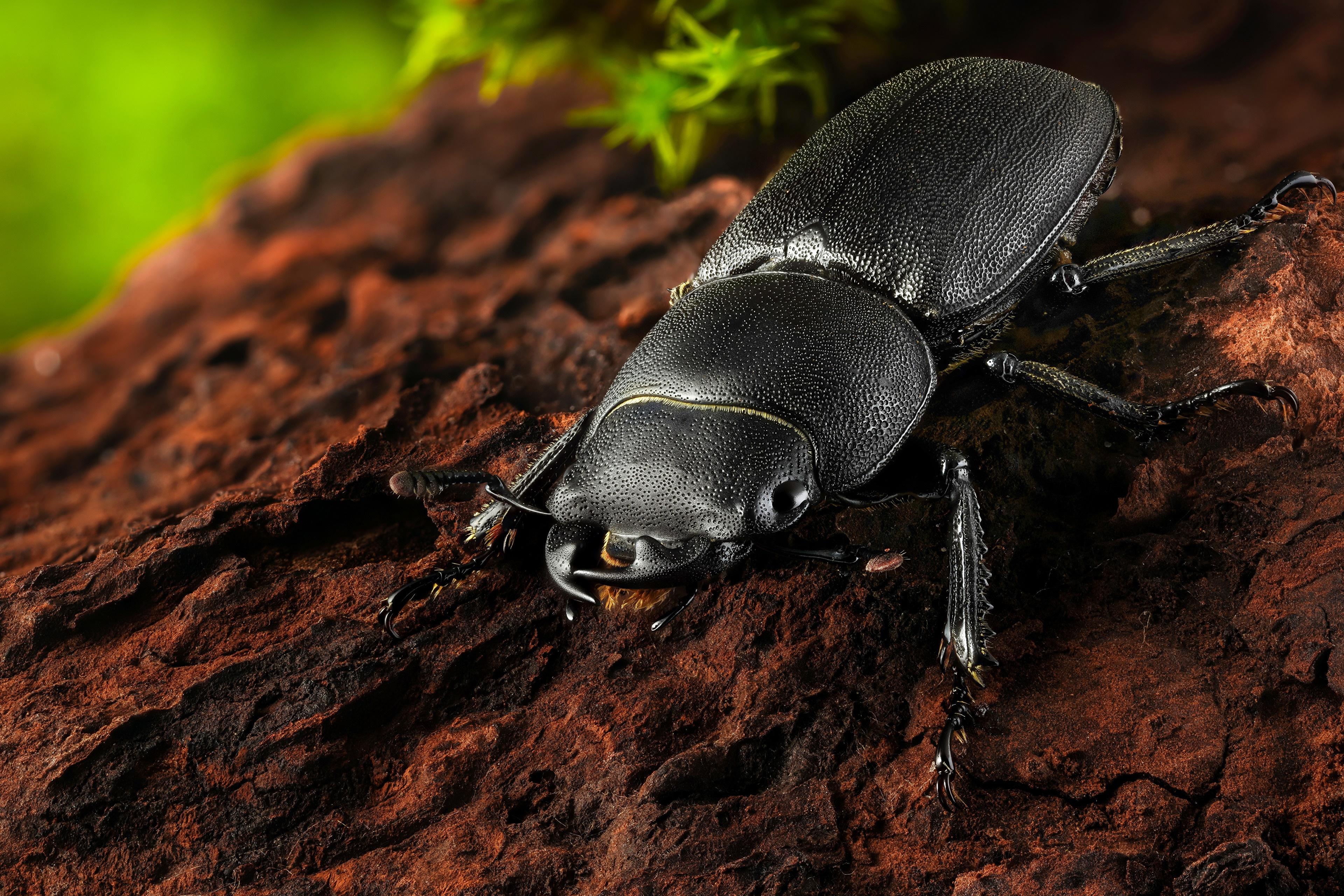 Dorcus parallelipipedus beetle on wood HD Wallpaper