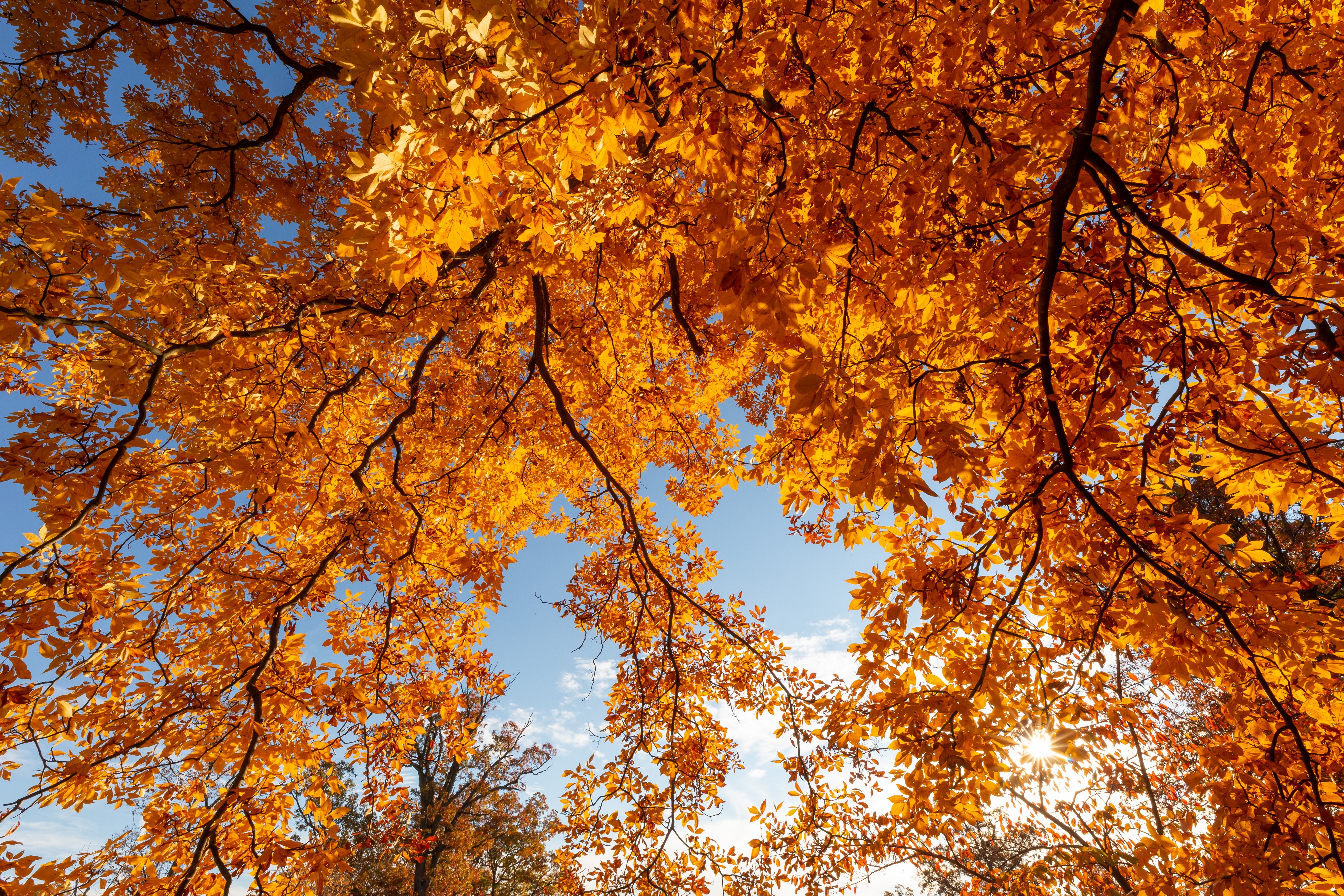 Autumn Foliage and Branches with Sun HD Wallpaper