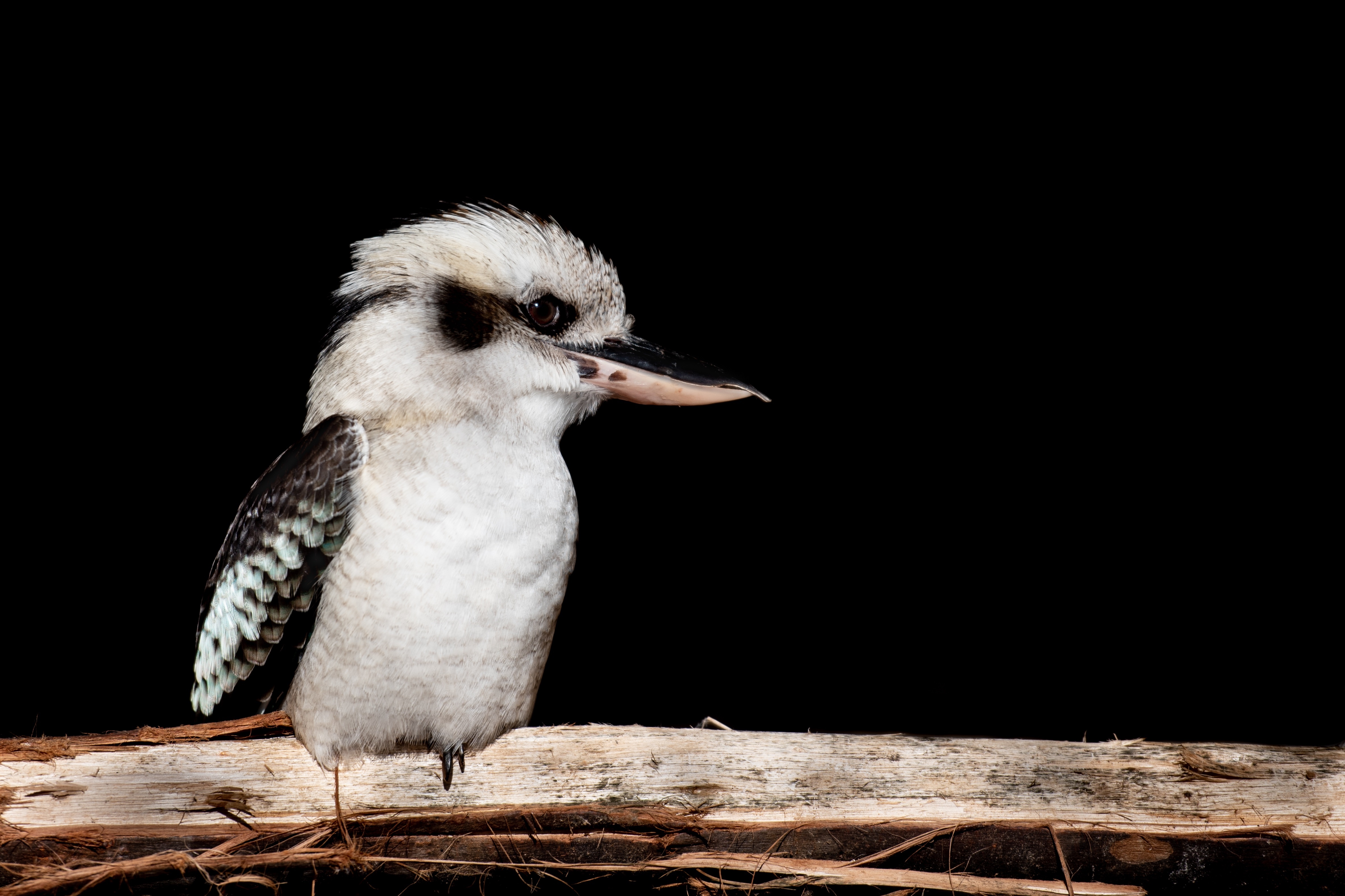 4K Laughing kookaburra on black background HD Wallpaper