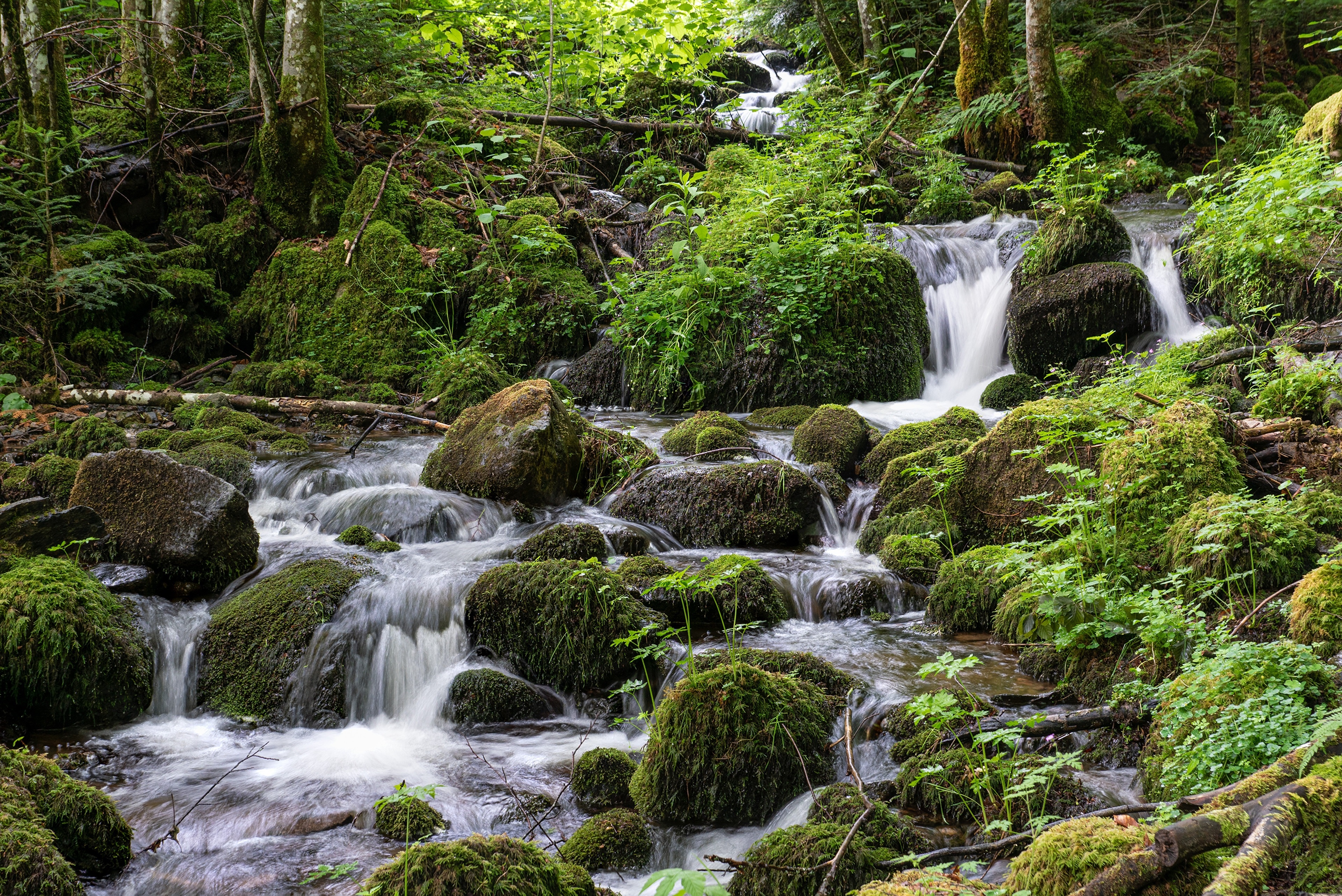 Mossy Stones in a Forest Stream HD Wallpaper