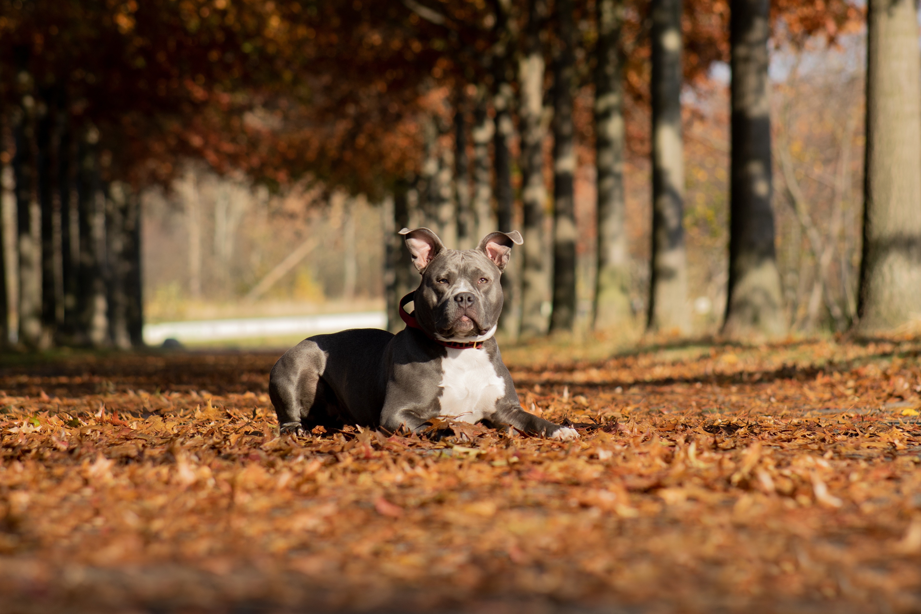 American Pit Bull Terrier lying down in autumn foliage HD Wallpaper