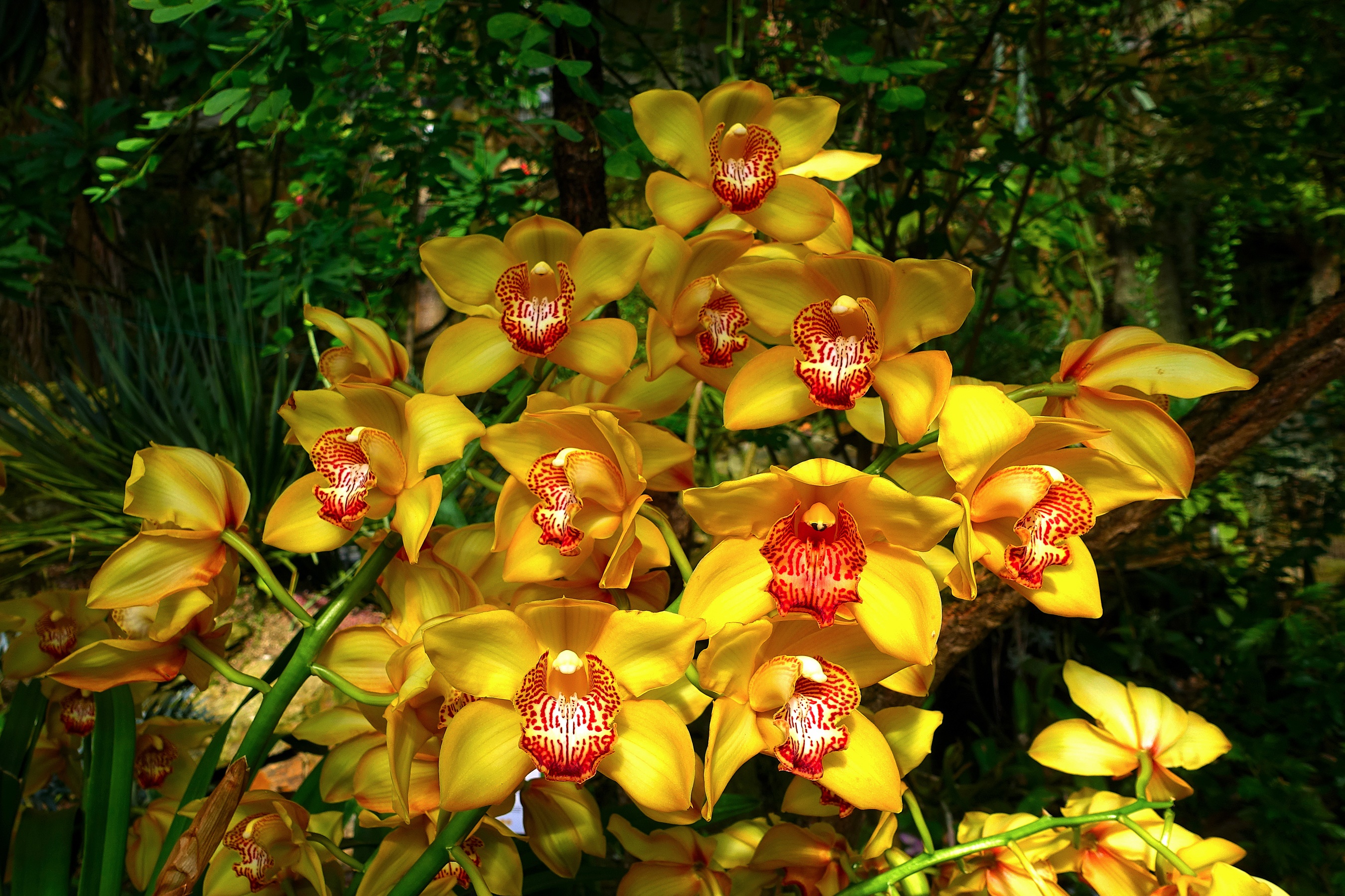 Yellow orchids with red centers in a garden HD Wallpaper