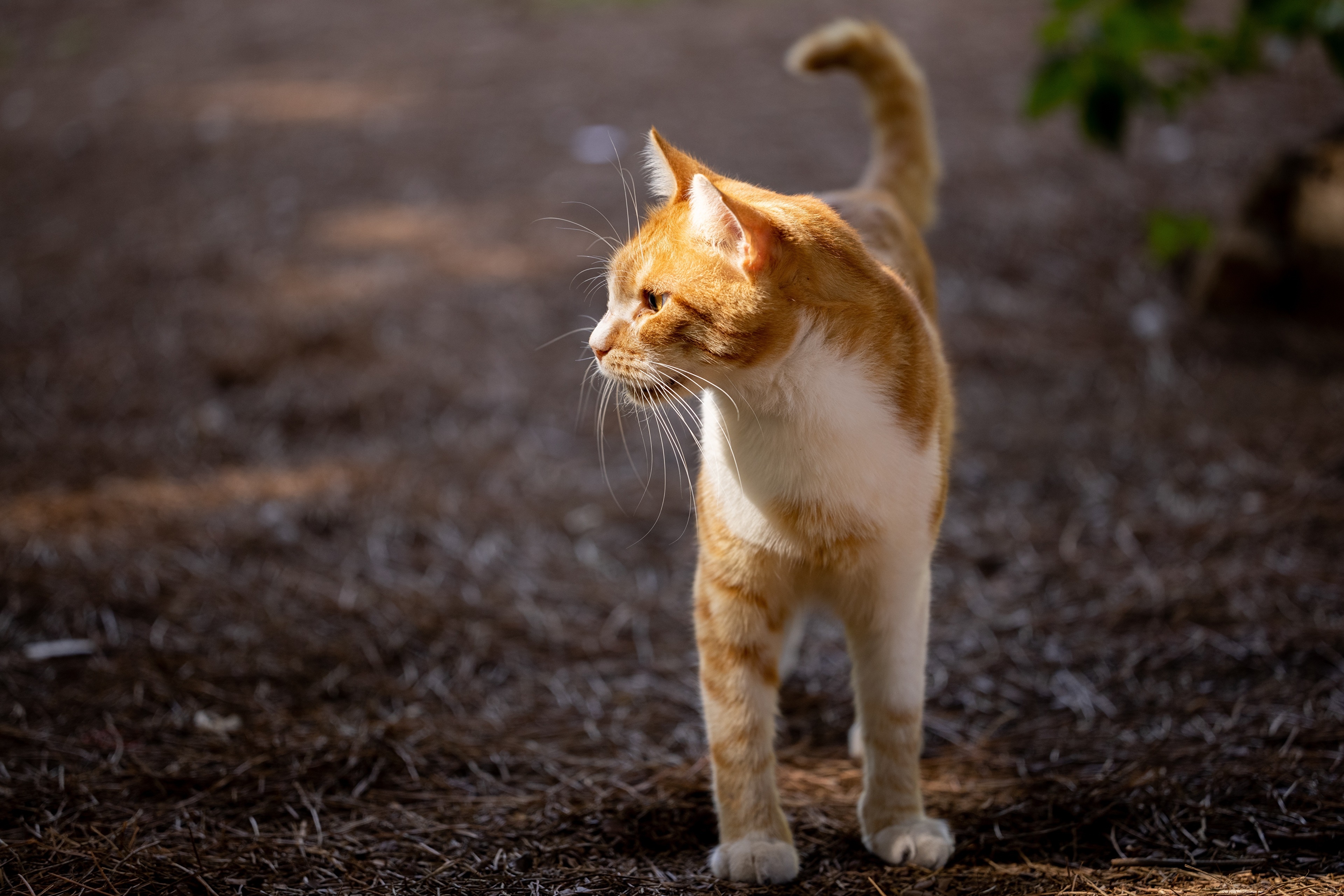 Ginger and white cat with whiskers HD Wallpaper