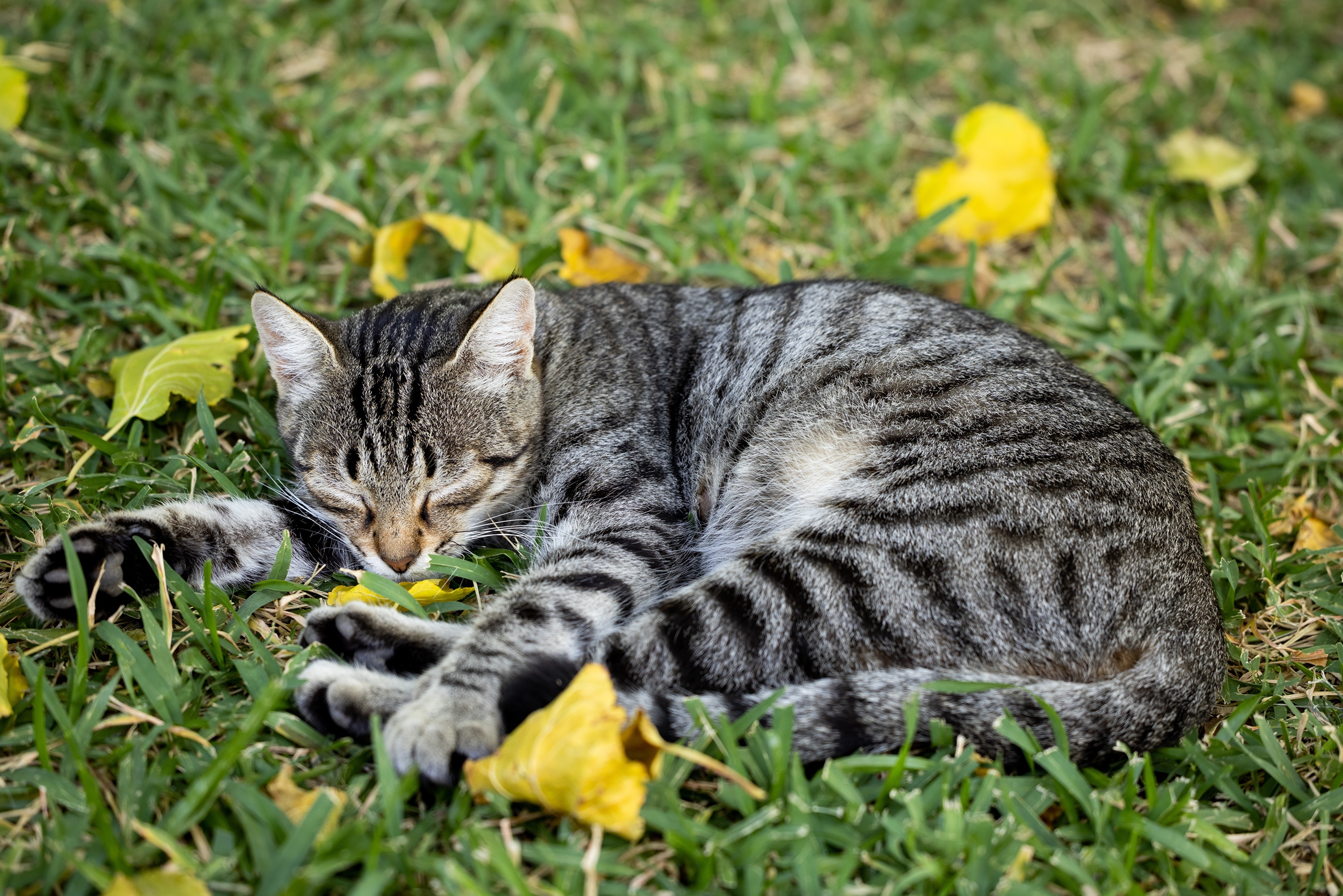 Tabby cat sleeping on grass with yellow leaves HD Wallpaper