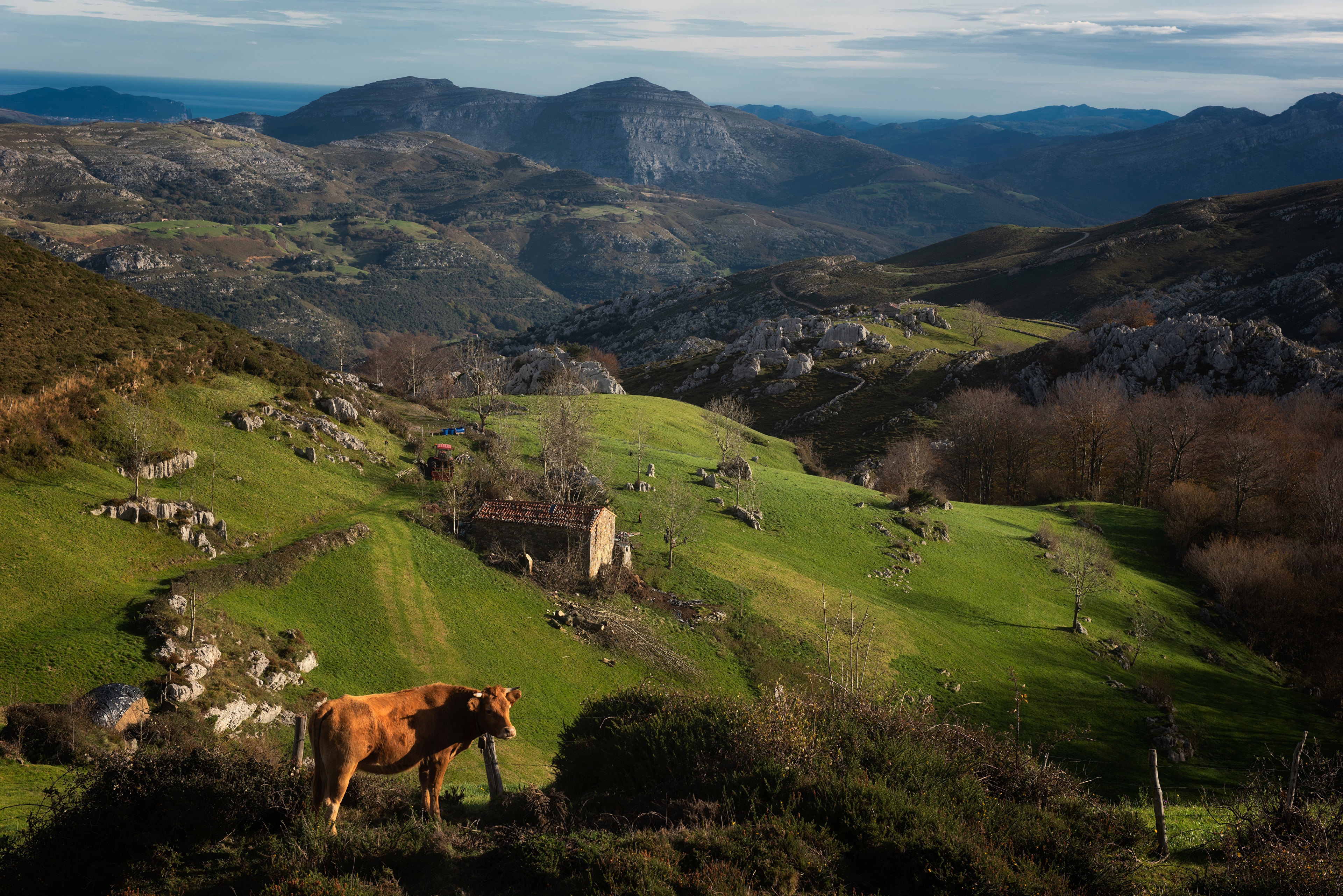 Cow in Arredondo, Spain Mountains HD Wallpaper