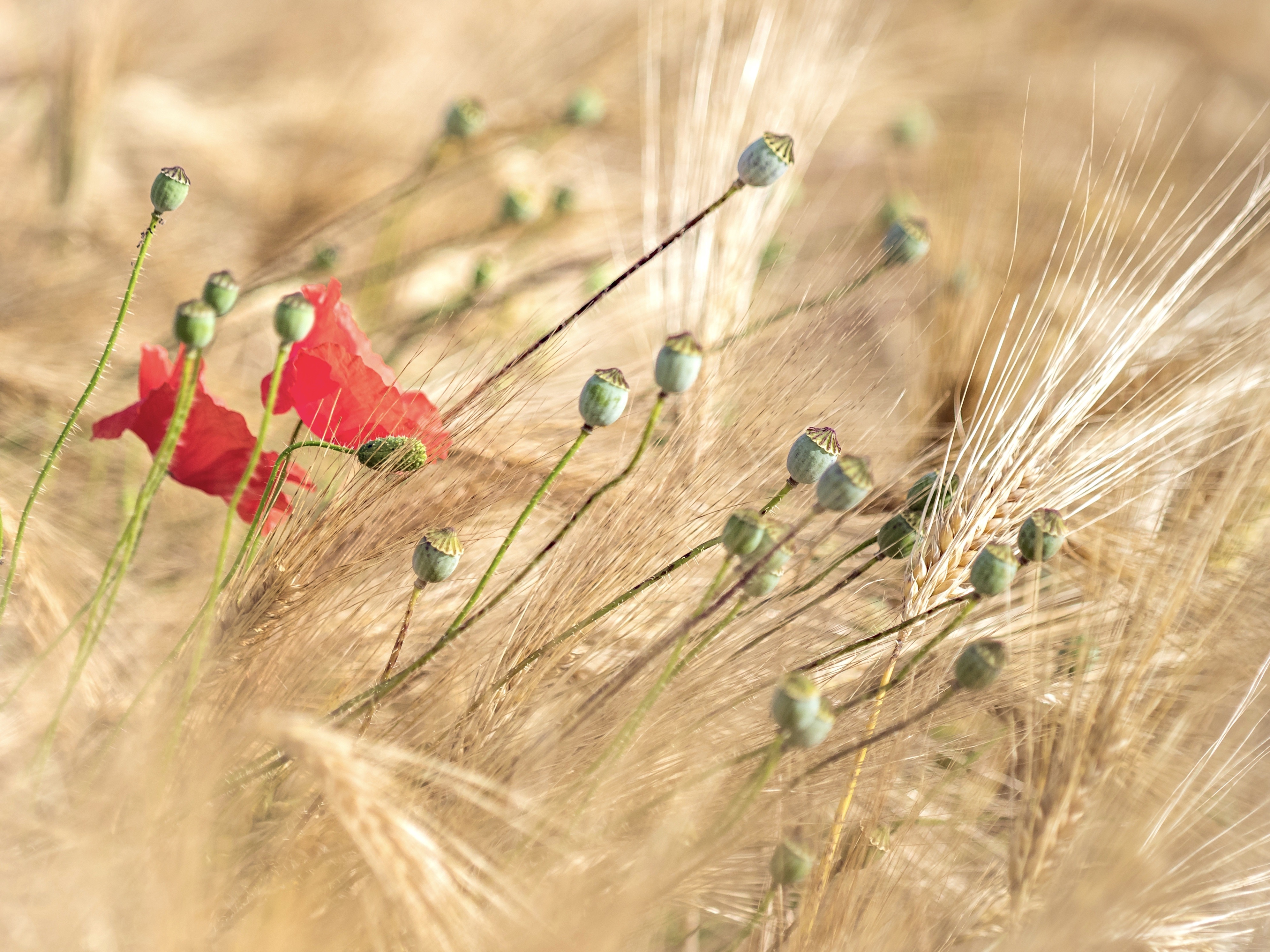 Red Poppies and Wheat Field HD Wallpaper