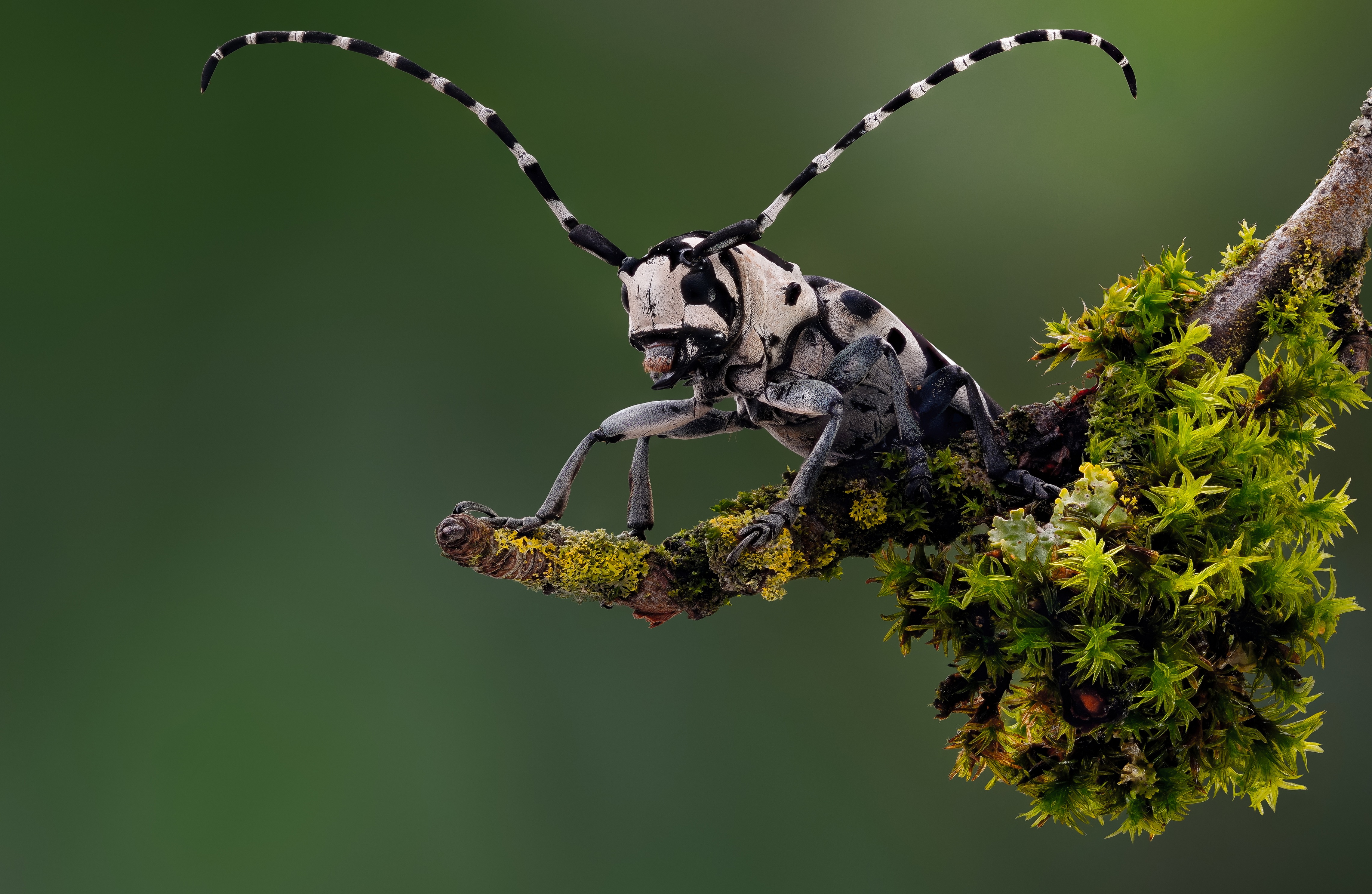 Tragocephala crassicornis beetle on mossy branch HD Wallpaper