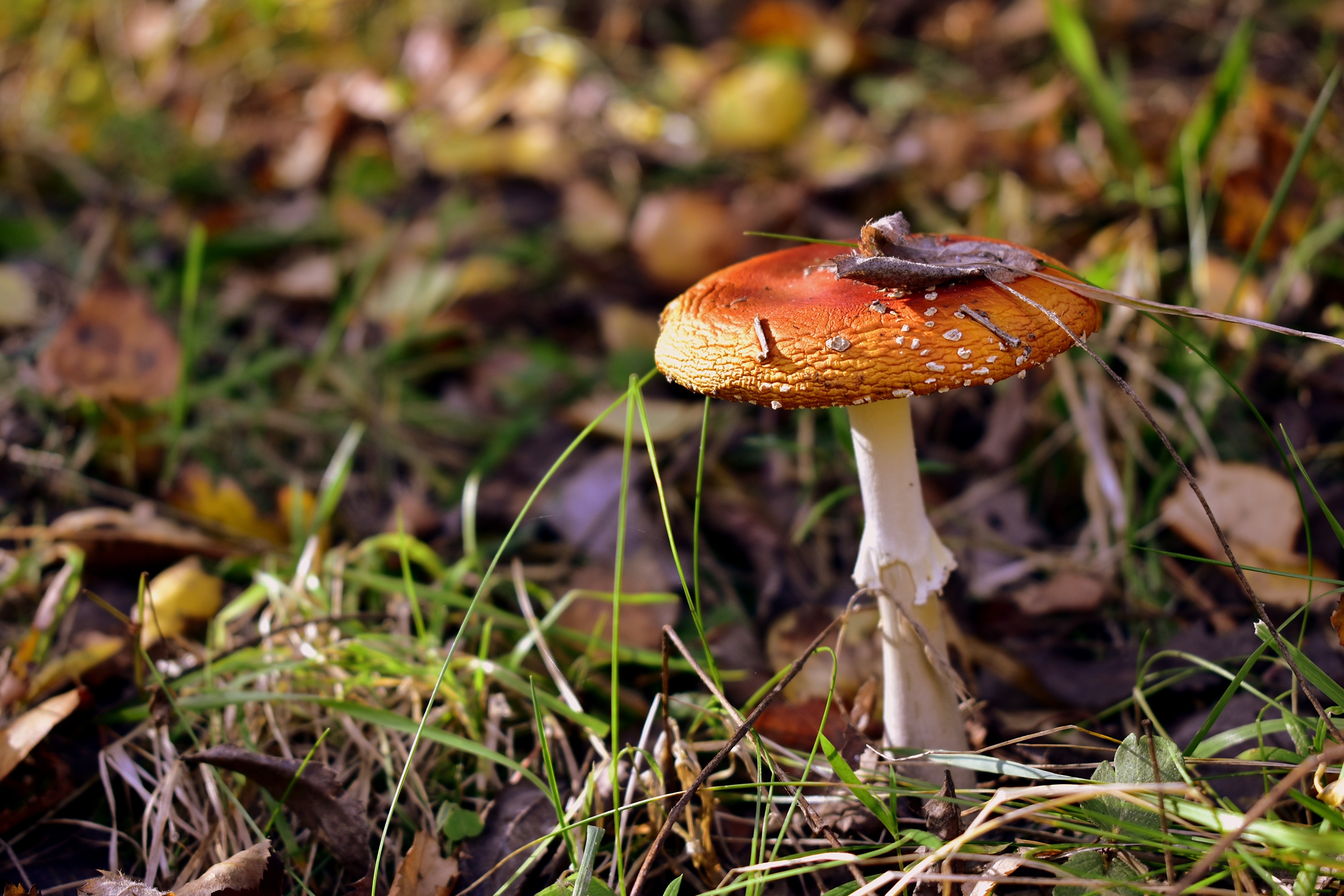 Amanita mushroom in grass HD Wallpaper