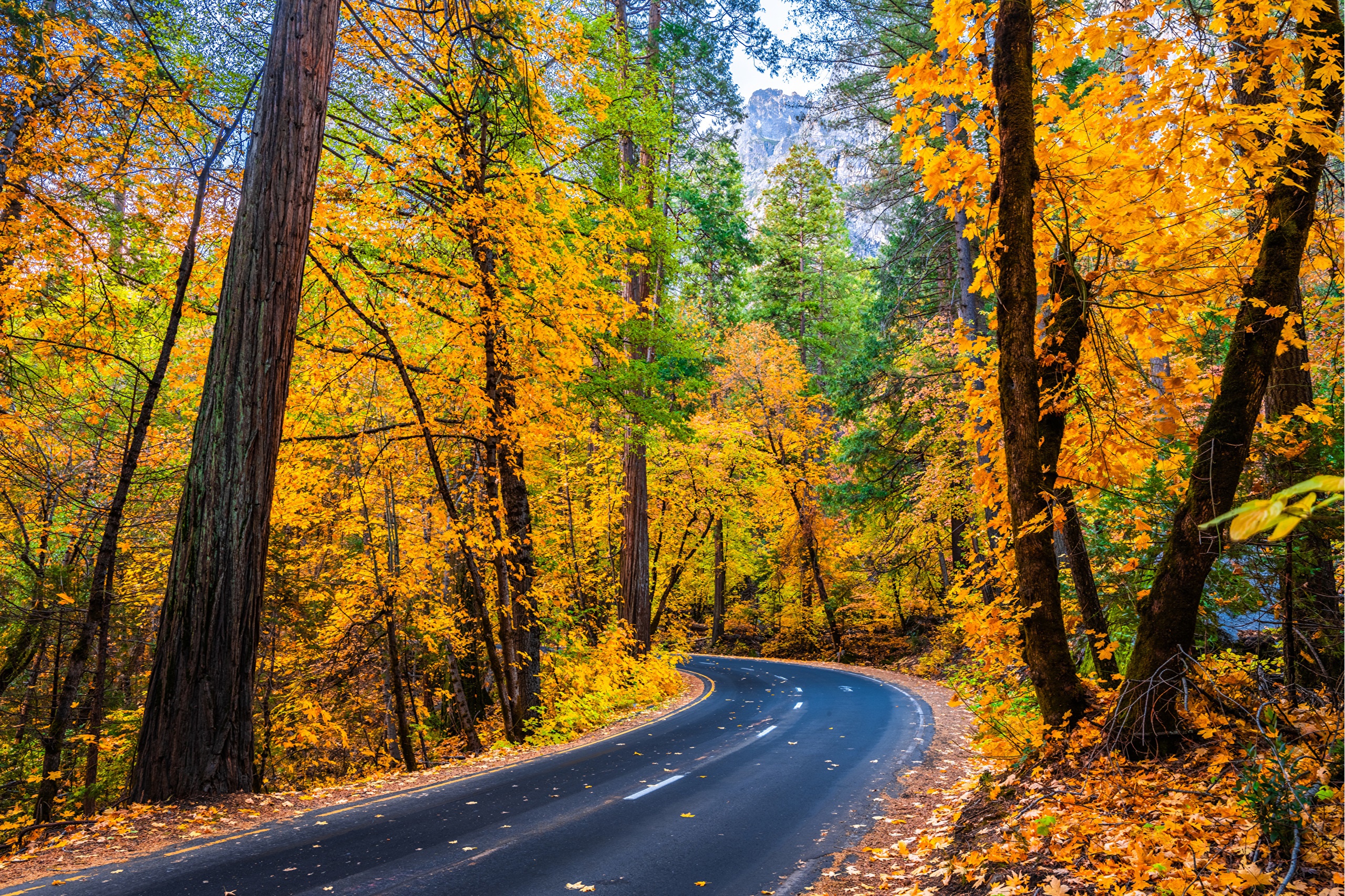 Autumn Road through Yosemite National Park, California HD Wallpaper