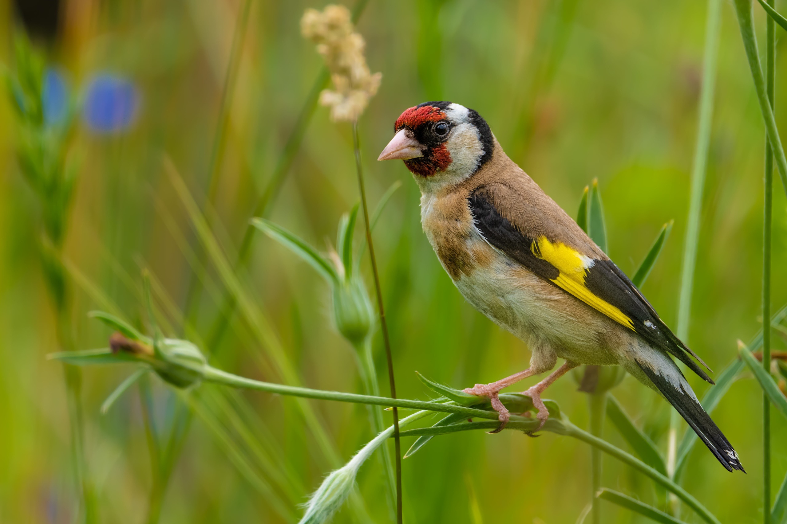 European Goldfinch perched on a plant stem HD Wallpaper