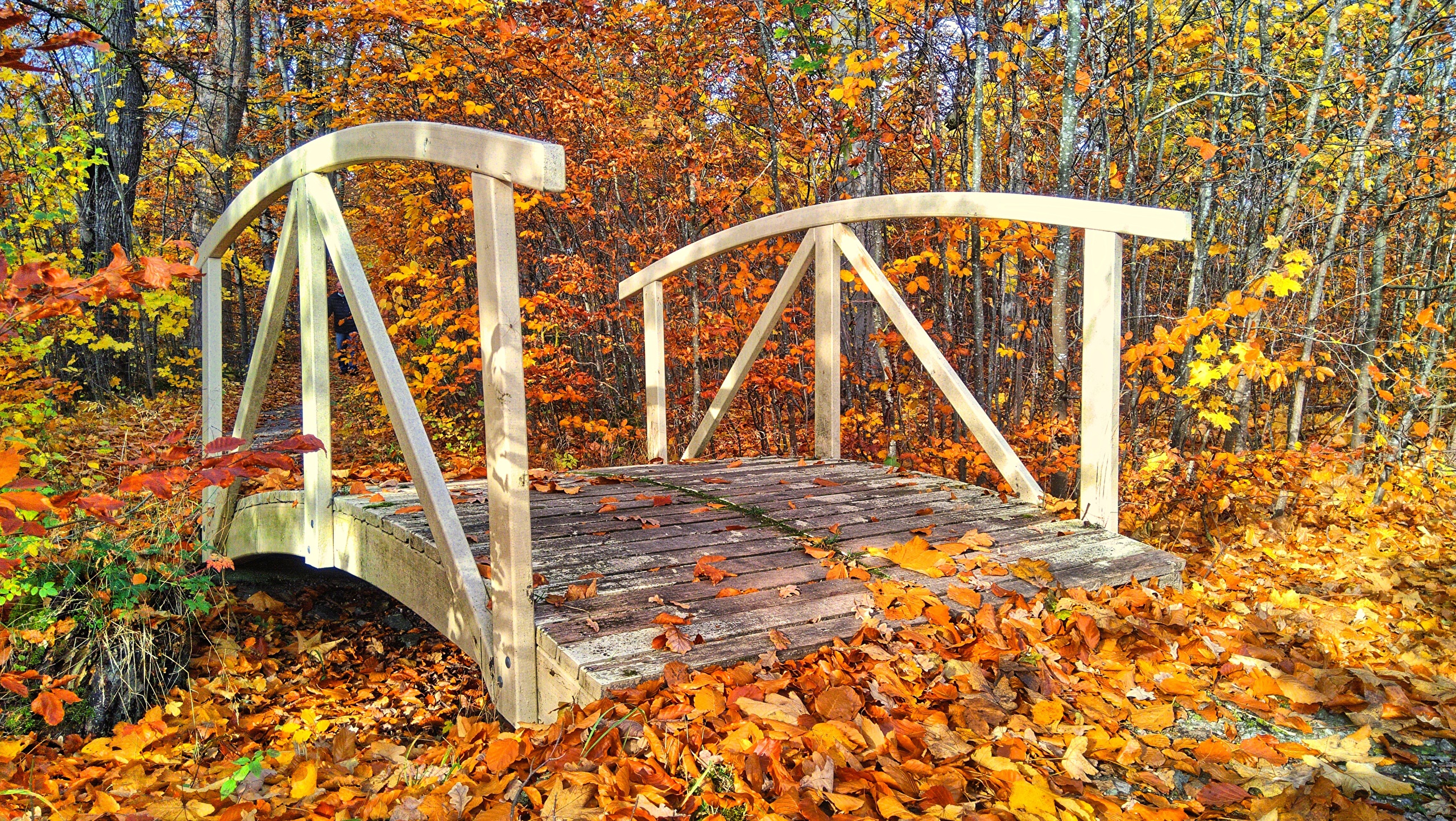 Wooden bridge in autumn forest with fallen leaves HD Wallpaper