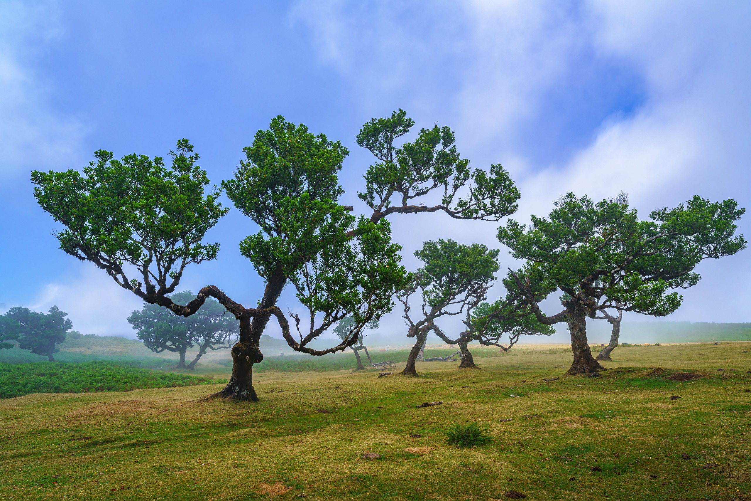 Twisted trees in a misty landscape on Madeira, Portugal HD Wallpaper