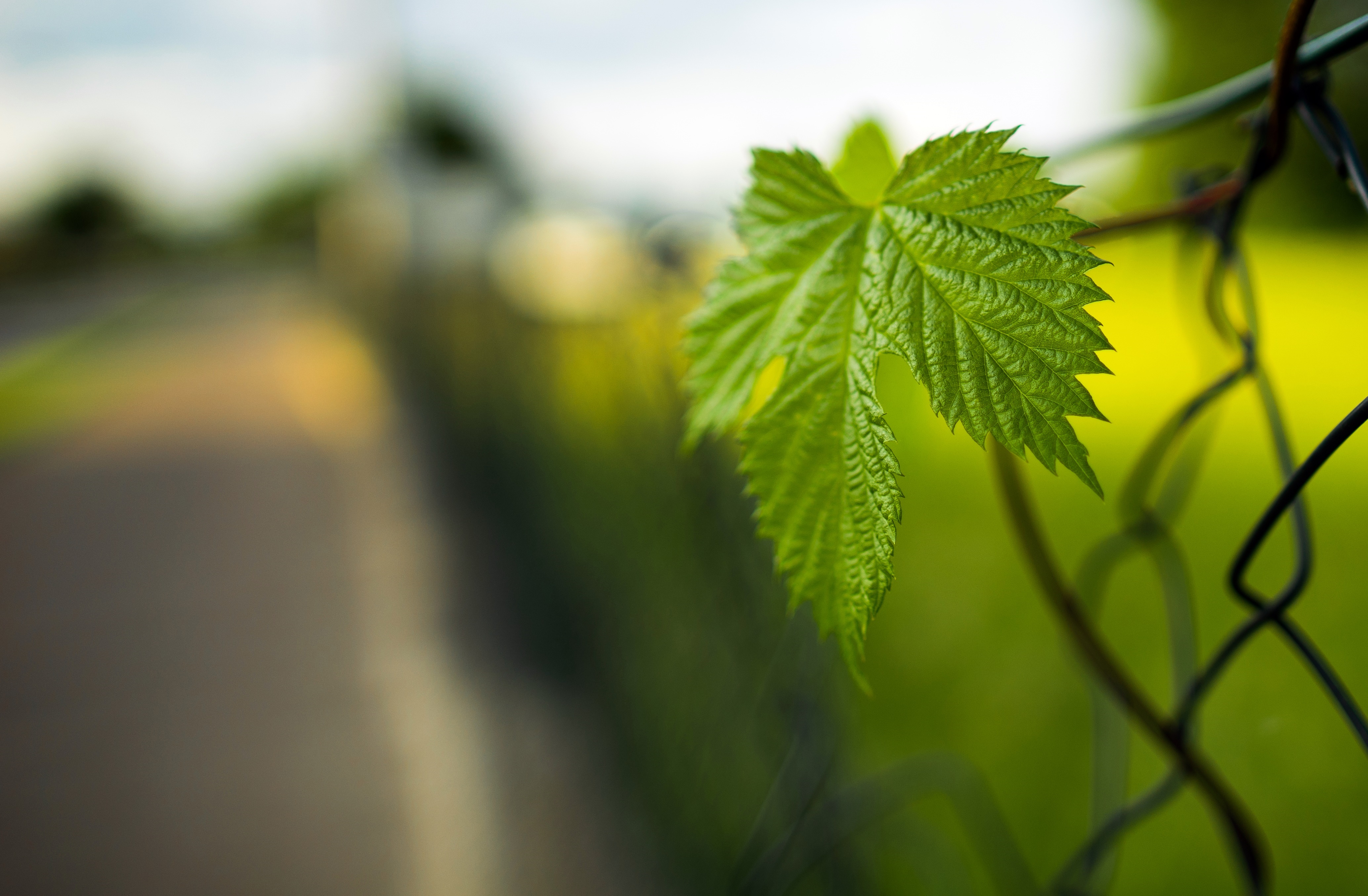 Green Leaf on a Fence HD Wallpaper