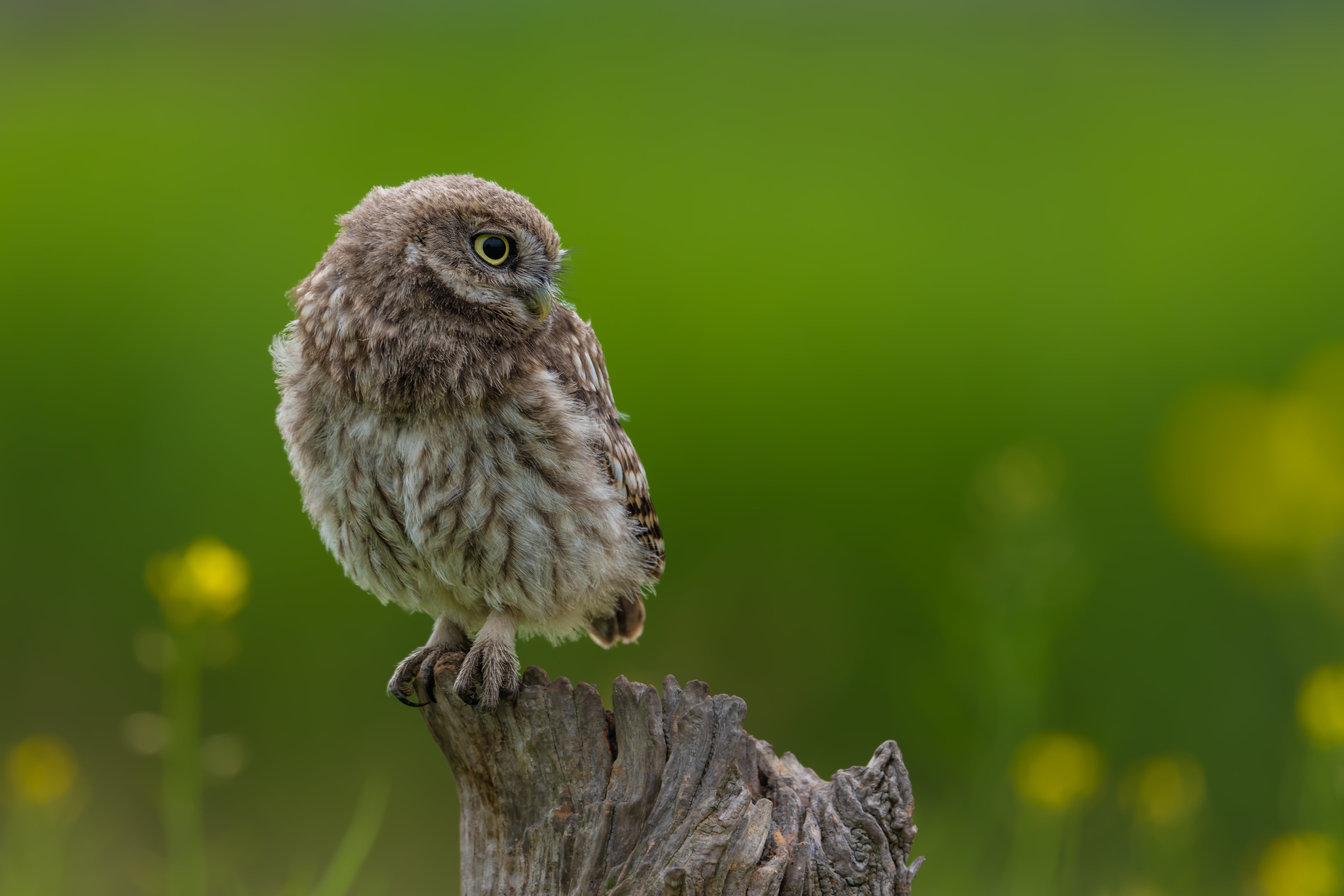 Little owl perched on a tree stump HD Wallpaper