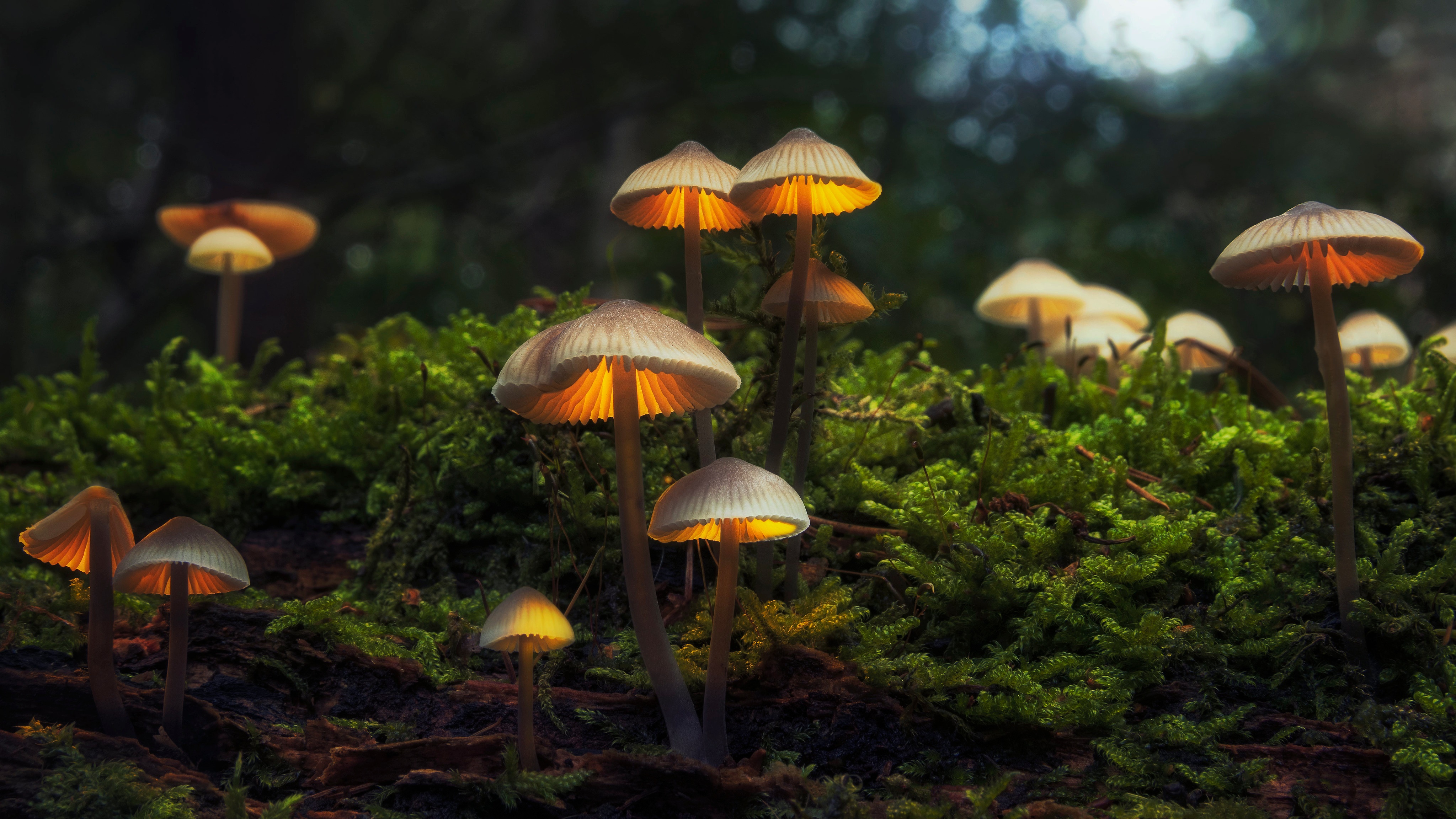 4K Mushrooms on Mossy Forest Floor HD Wallpaper