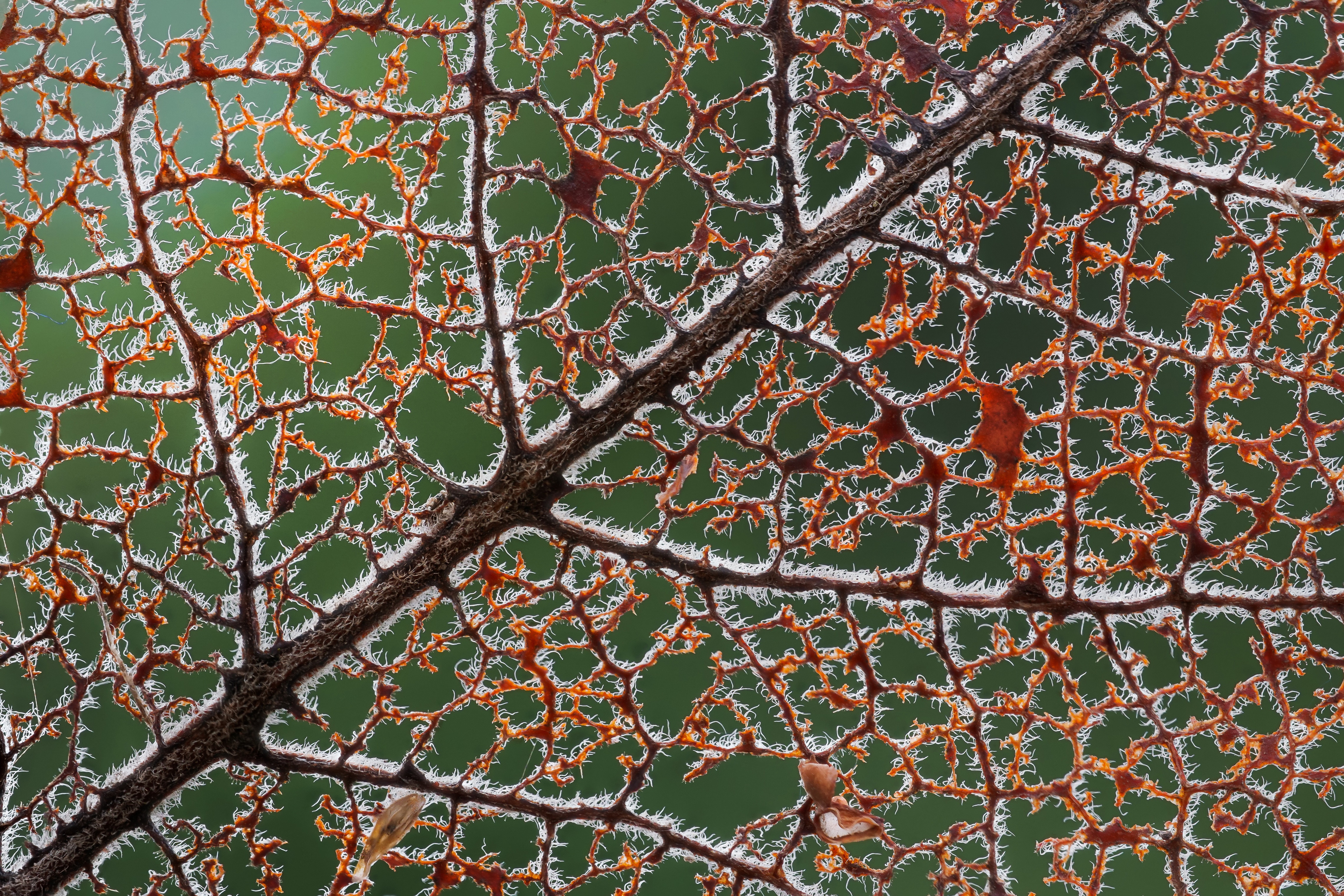 Macro view of a decaying leaf skeleton HD Wallpaper