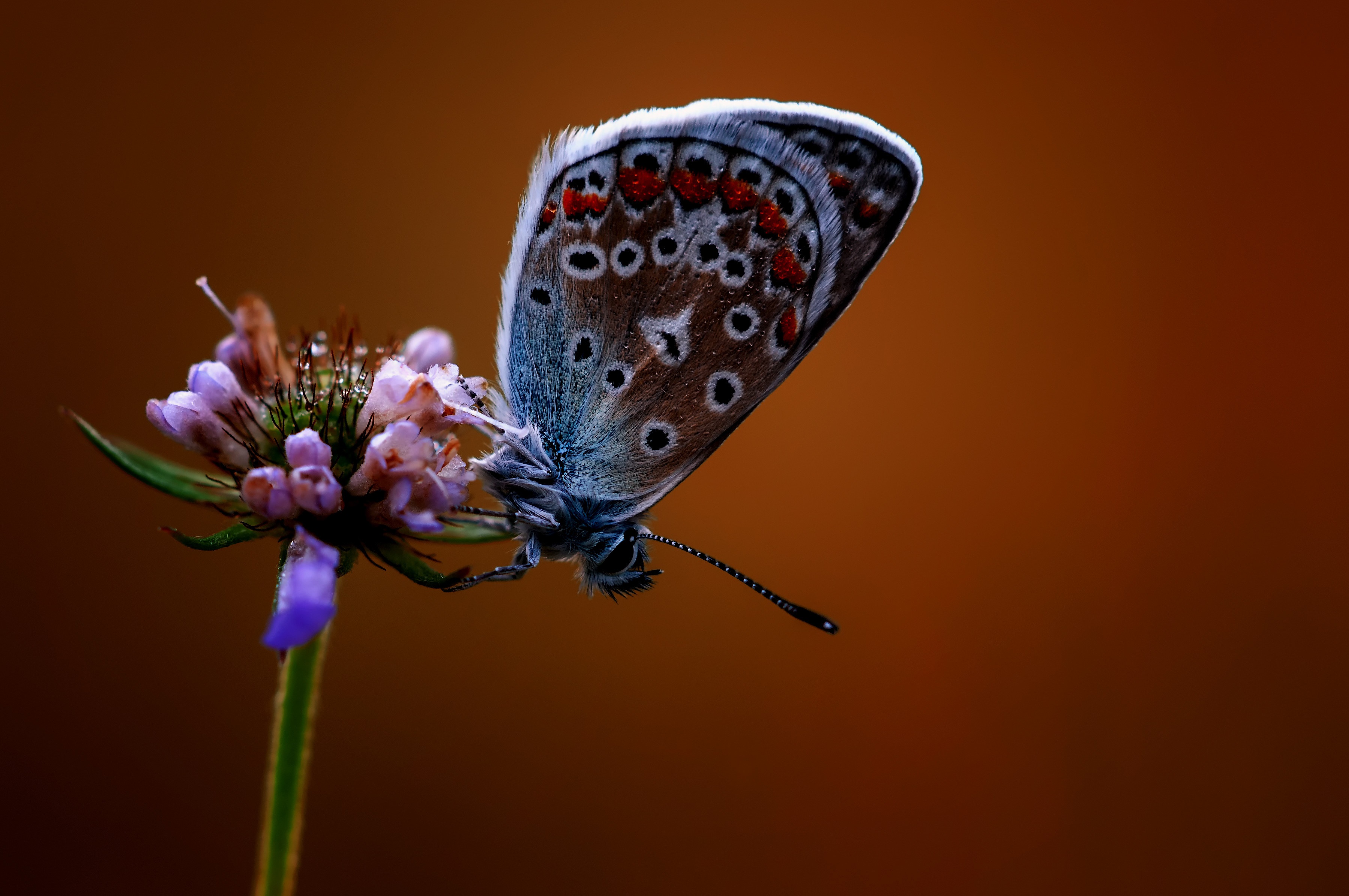 Close-up of a butterfly on a flower HD Wallpaper