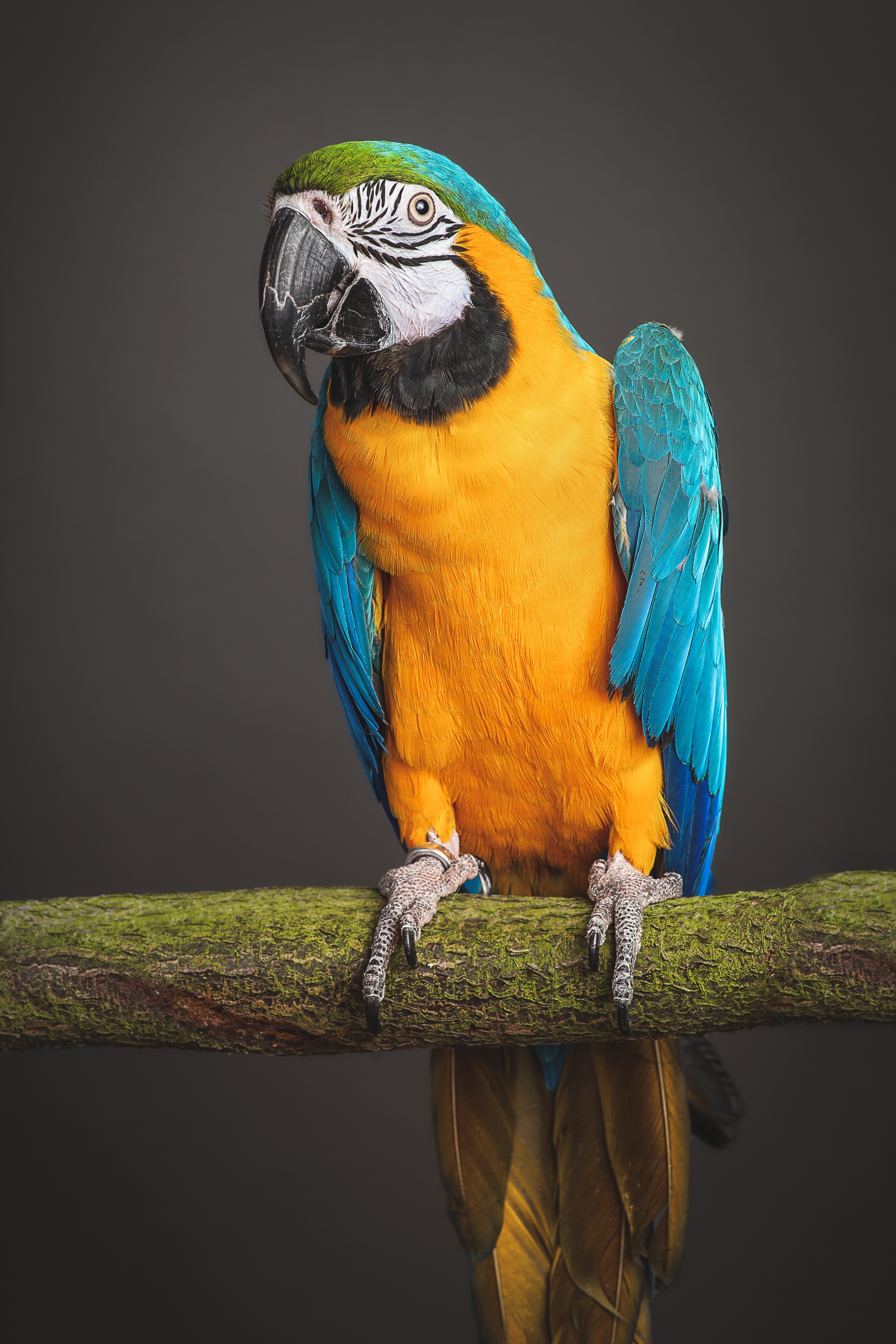 Blue and yellow macaw perched on a mossy branch HD Phone Wallpaper
