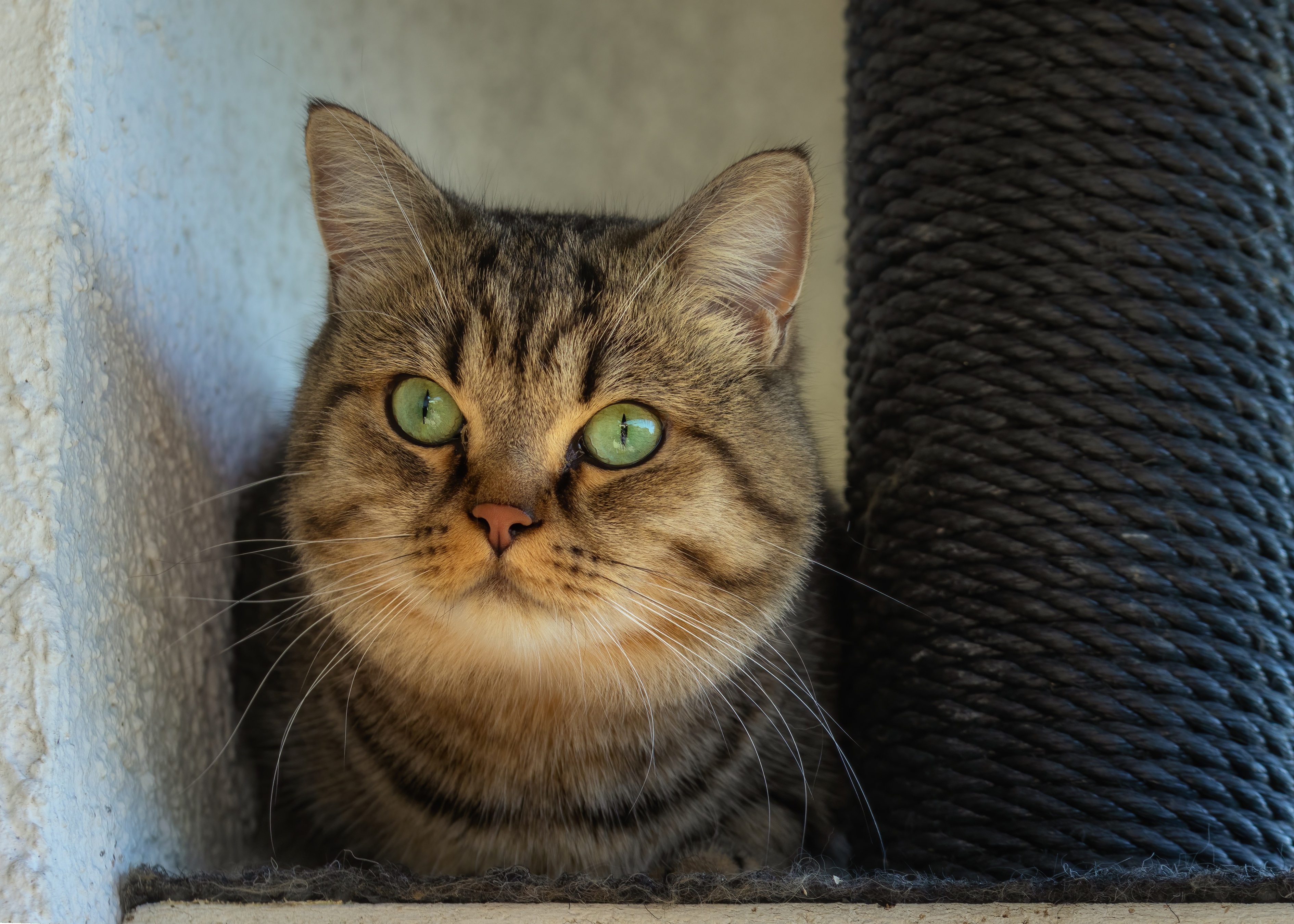 Tabby cat with green eyes looking sideways HD Wallpaper