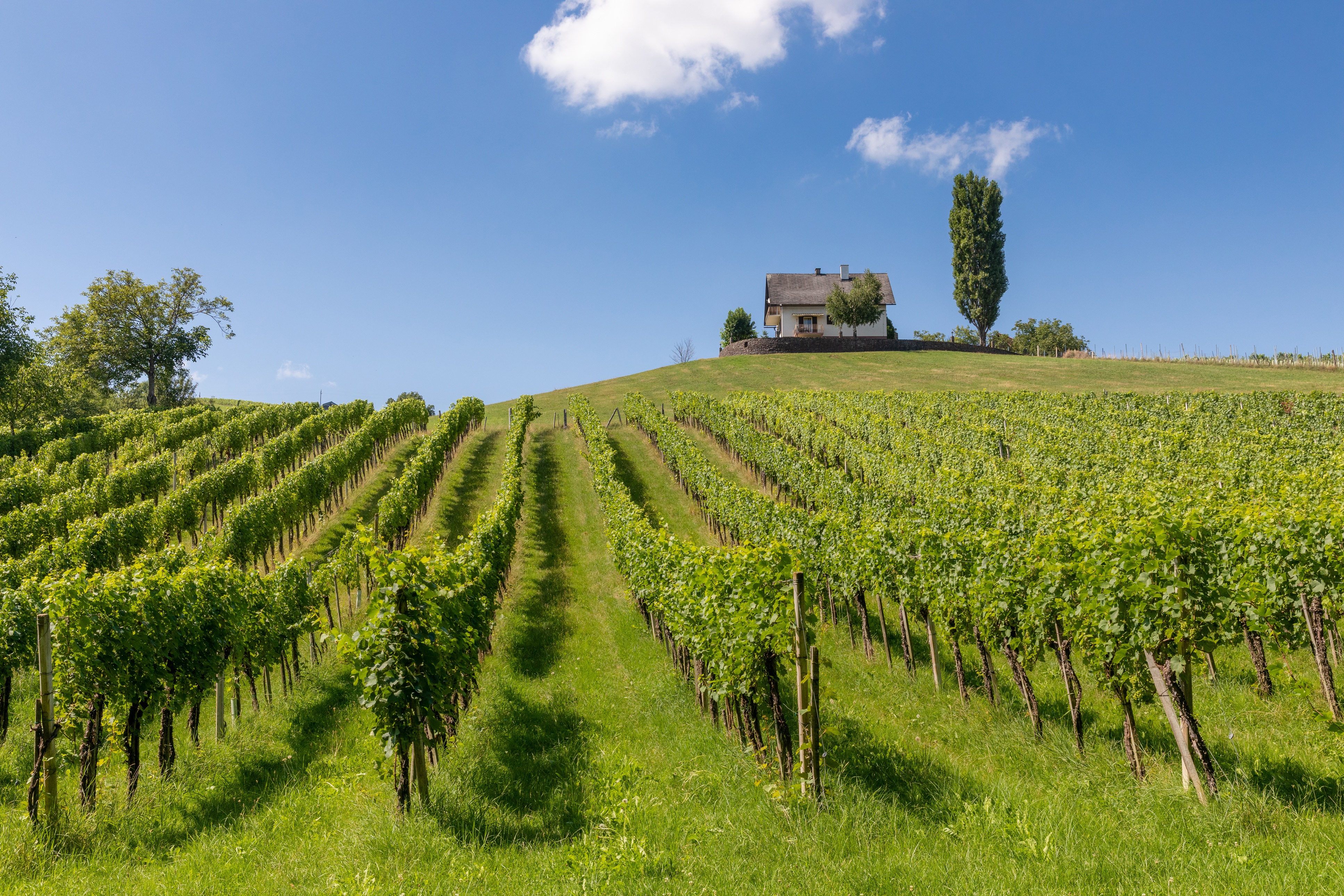 Vineyard in Austria with a house on a hill HD Wallpaper