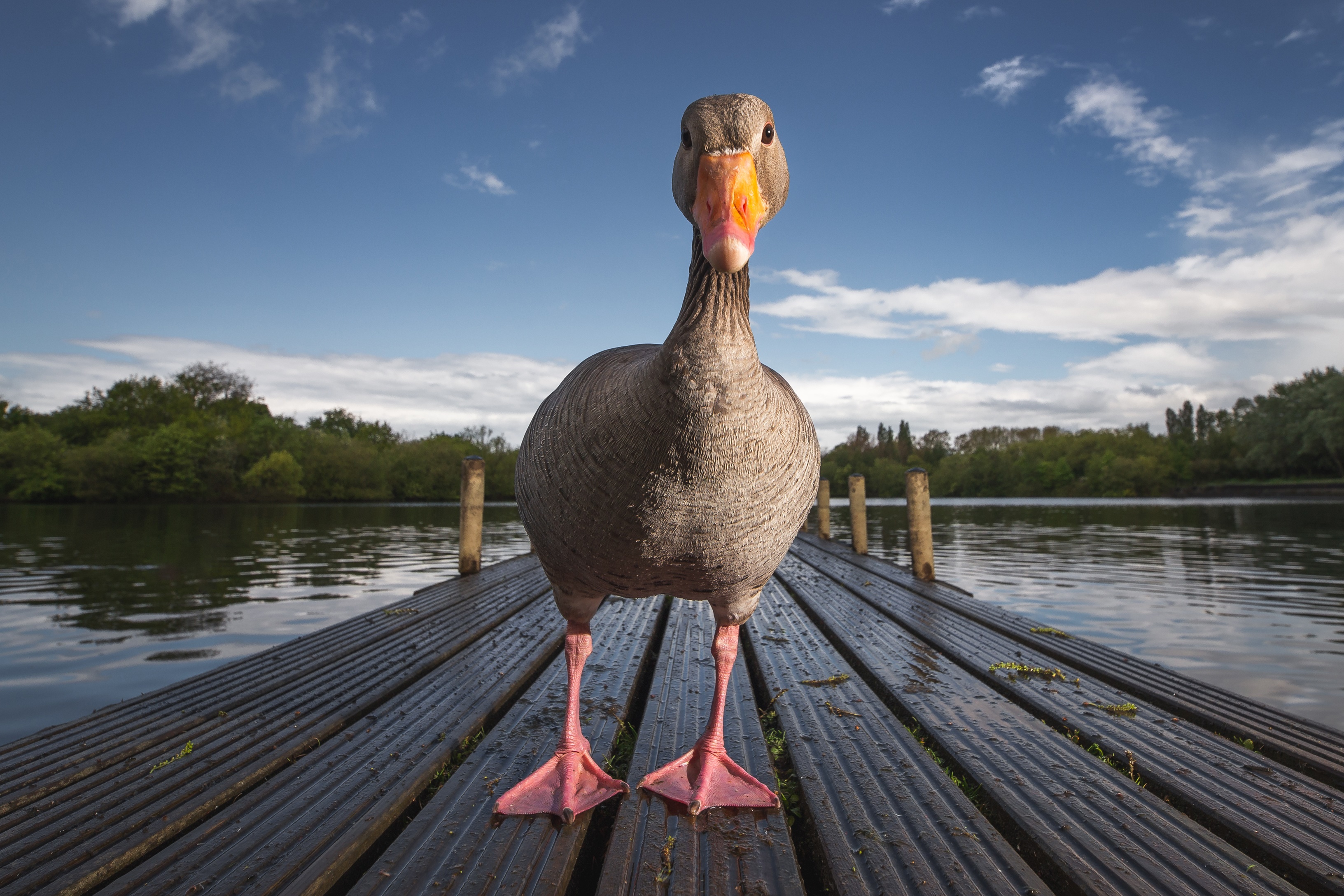 Goose standing on a wooden dock by a lake HD Wallpaper