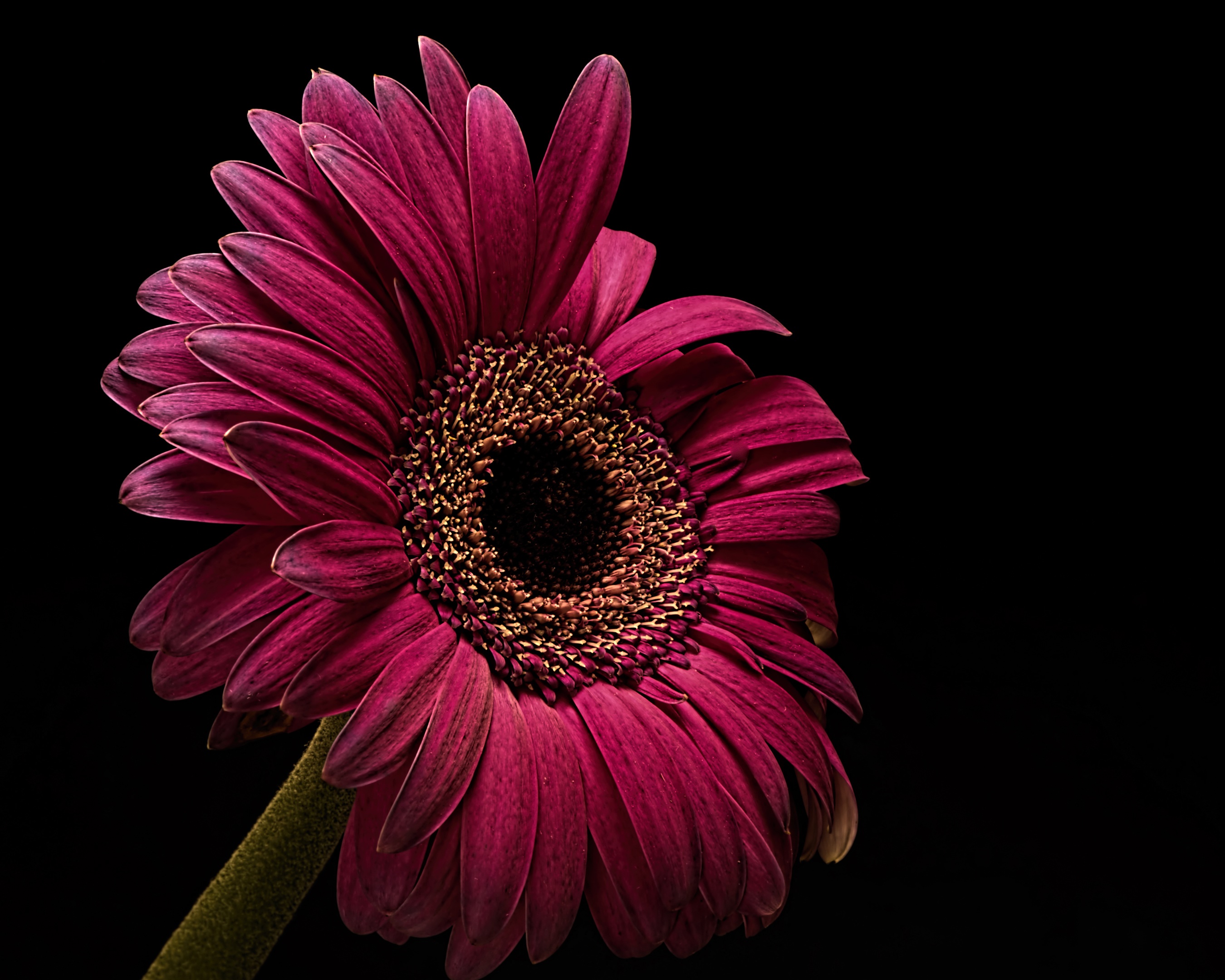 Close-up of a deep pink Gerbera daisy against a black background HD Wallpaper