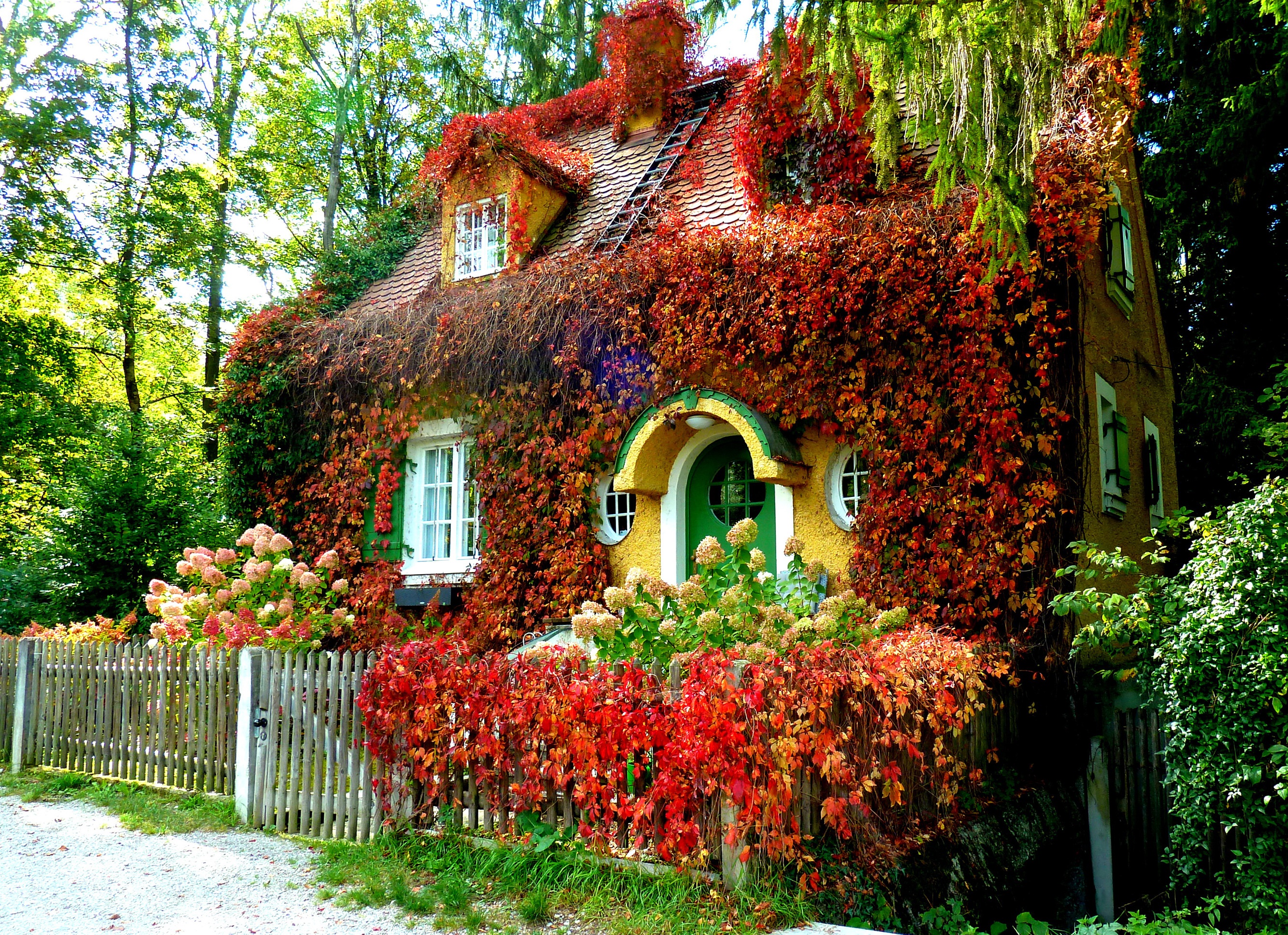 Yellow house covered in red ivy with a wooden fence HD Wallpaper