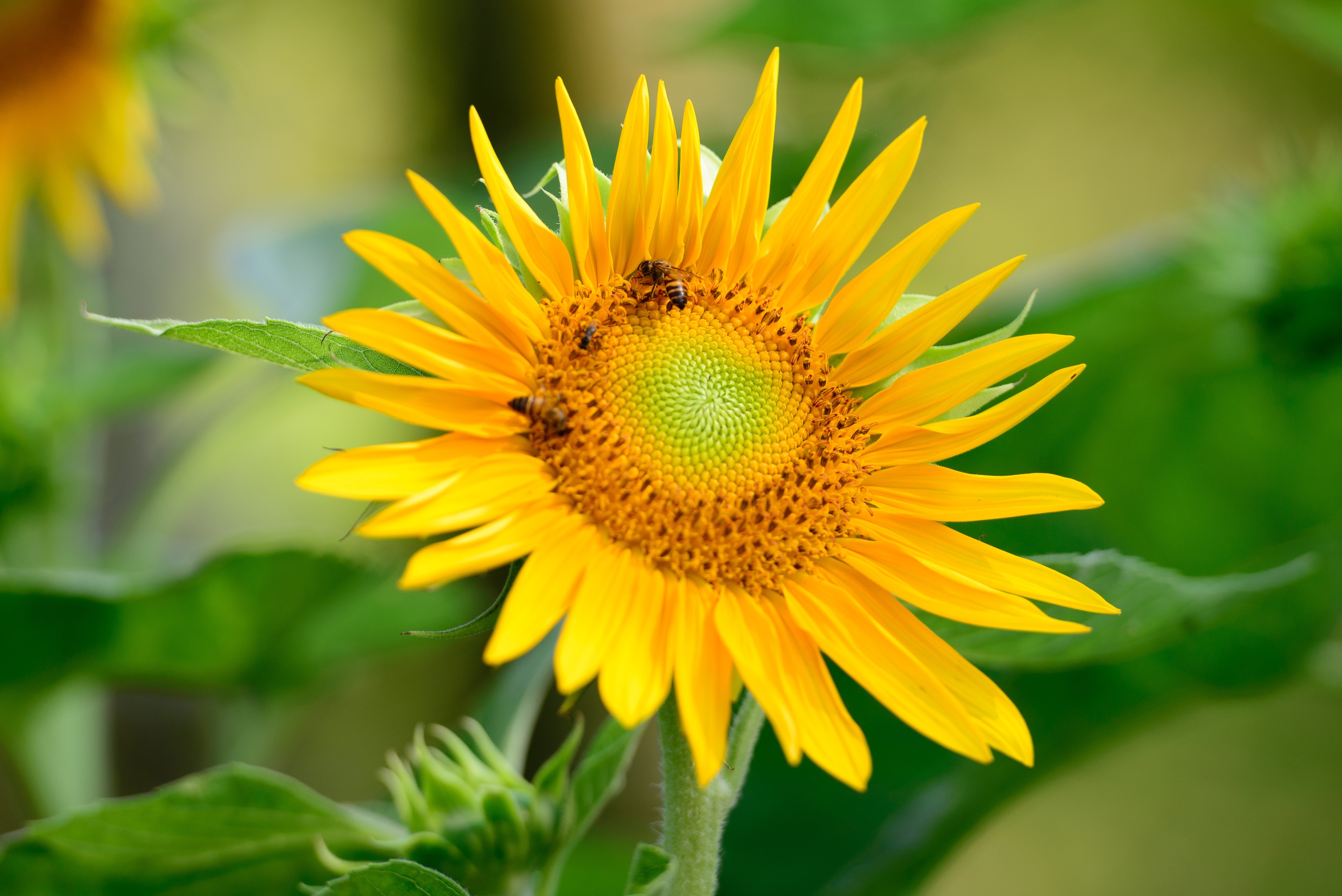 Sunflowers with Bees and Bokeh HD Wallpaper