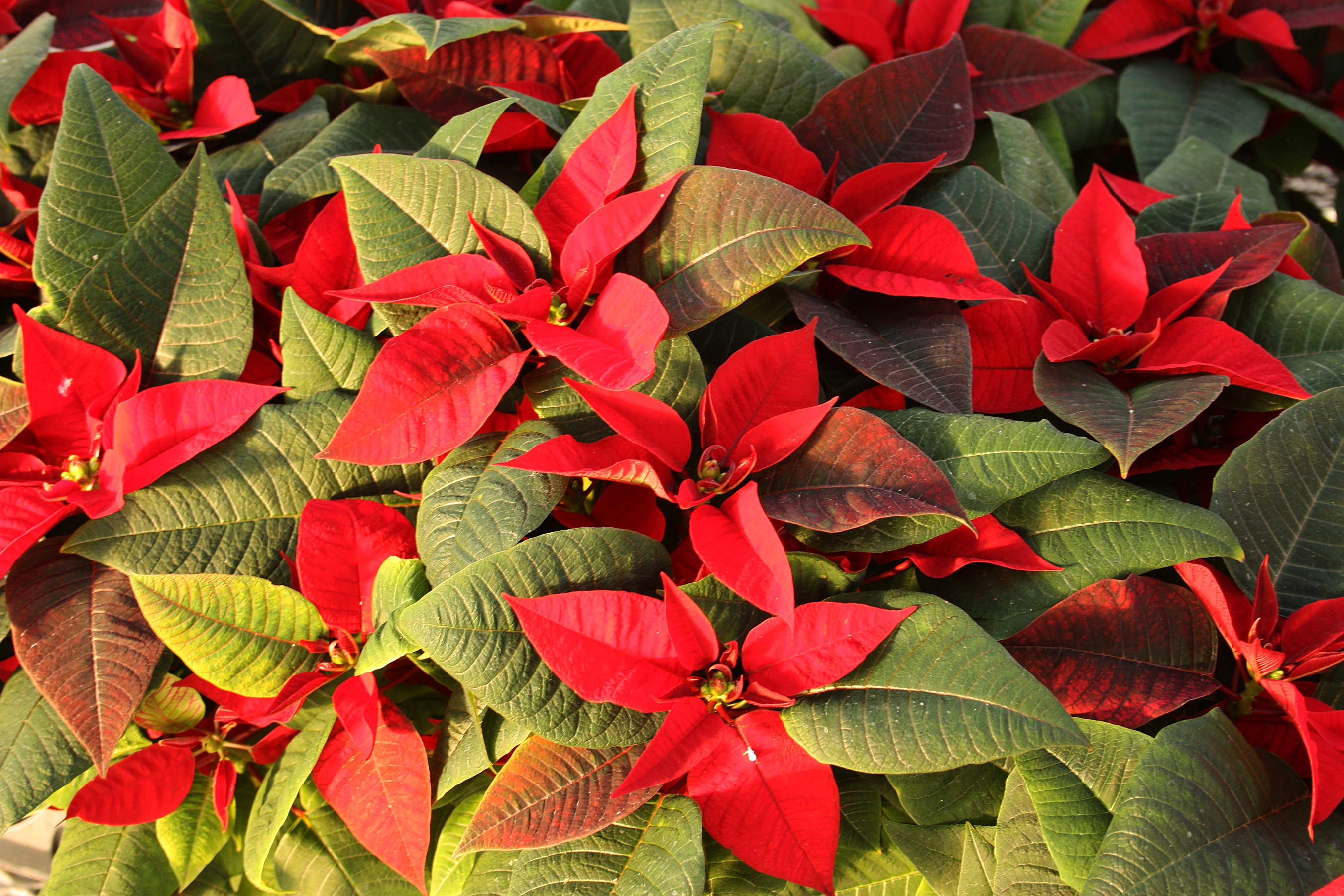 Red and Green Poinsettia Foliage Closeup HD Wallpaper