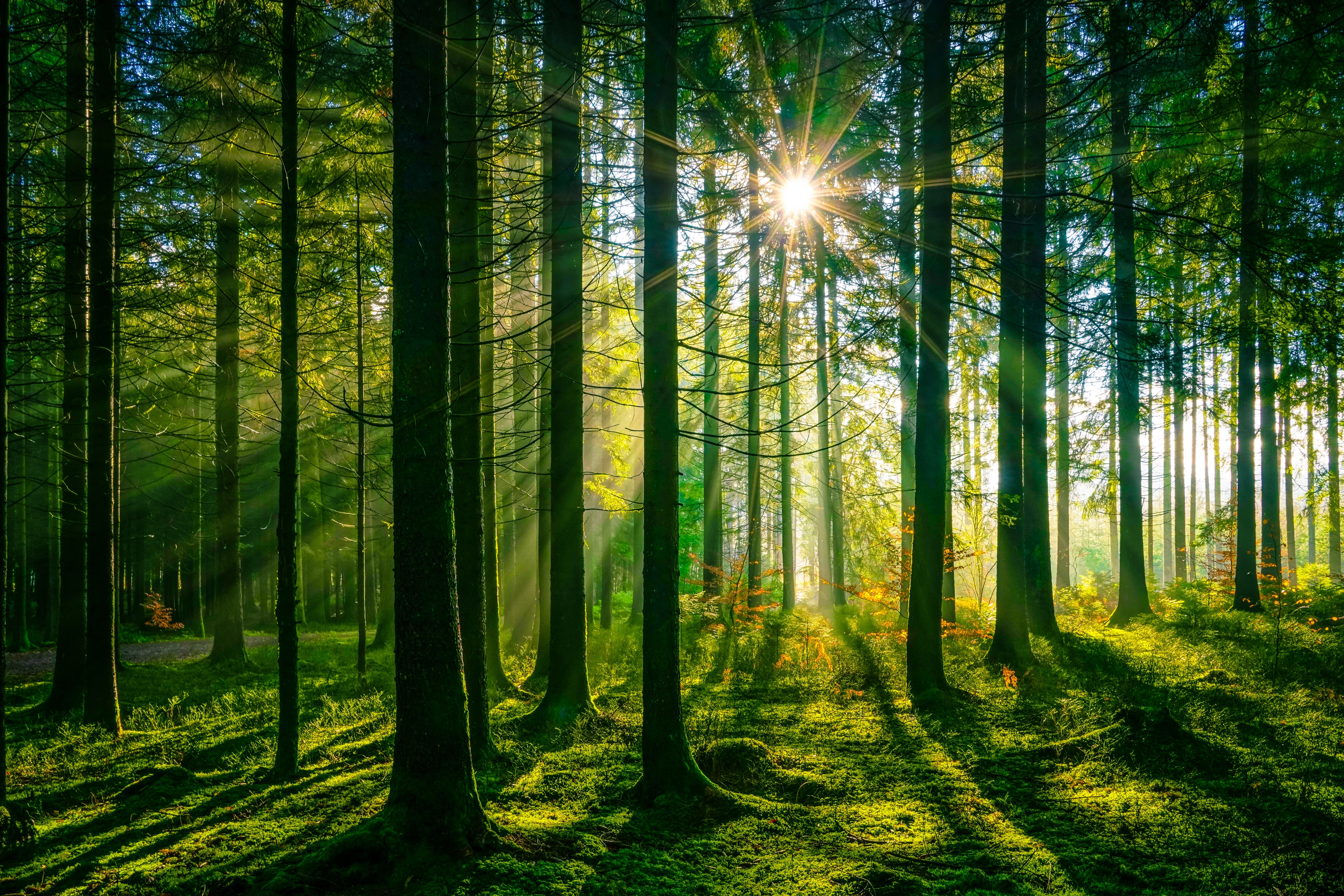 Sunlight Rays in Schwarzwald Forest, Germany HD Wallpaper