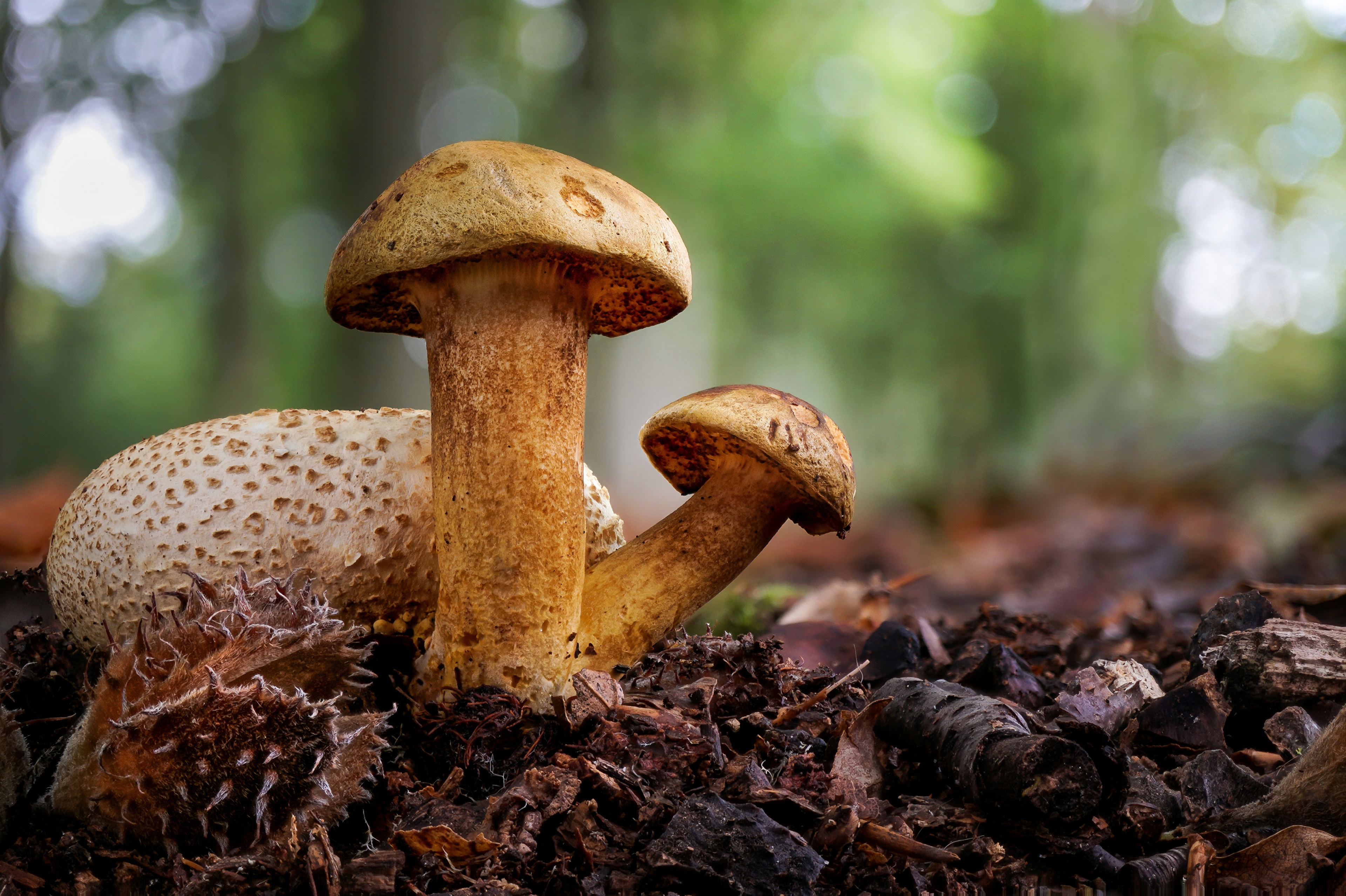 Two mushrooms in a forest floor, 4K HD Wallpaper