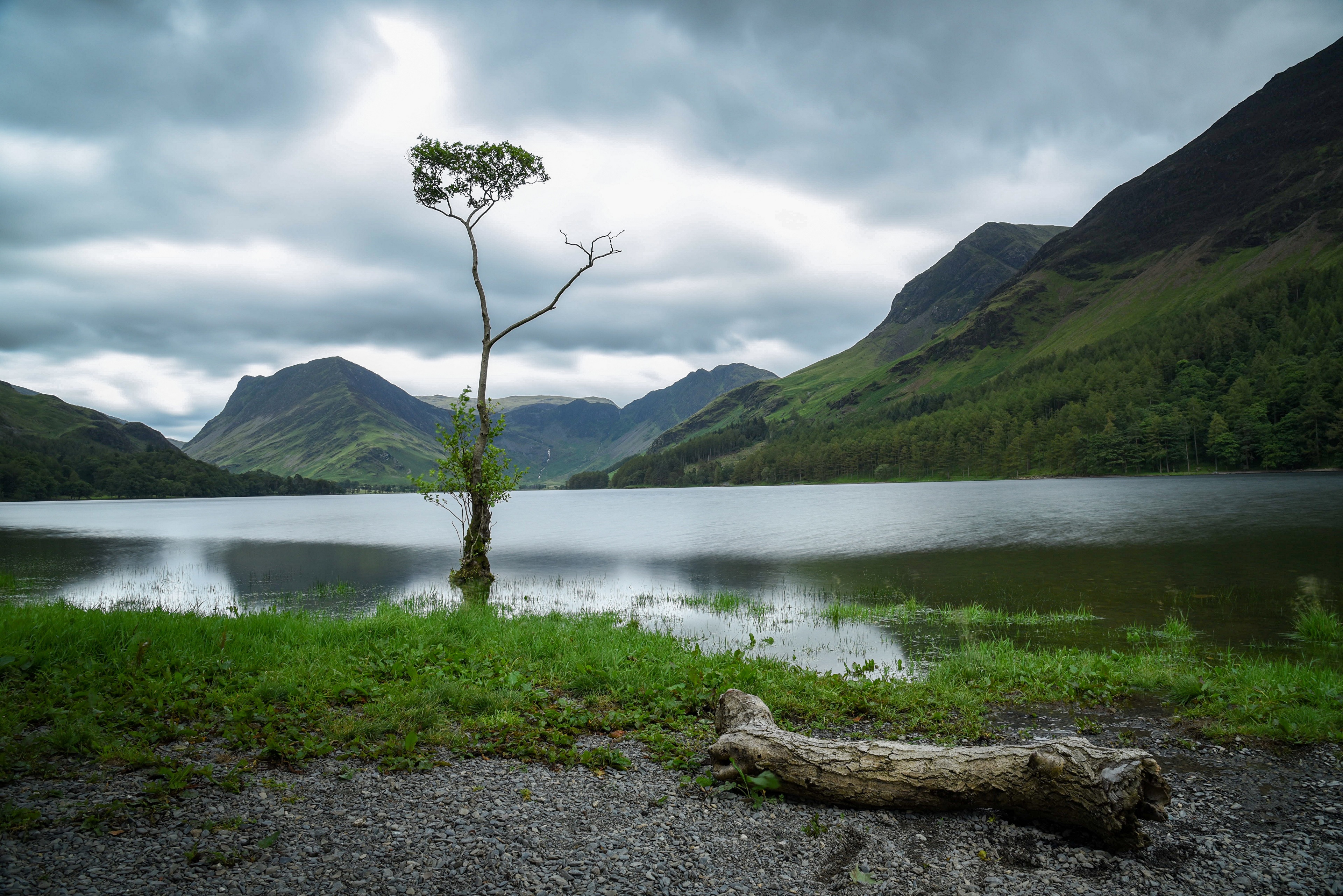 Tree in Lake District National Park, Cumbria, England HD Wallpaper