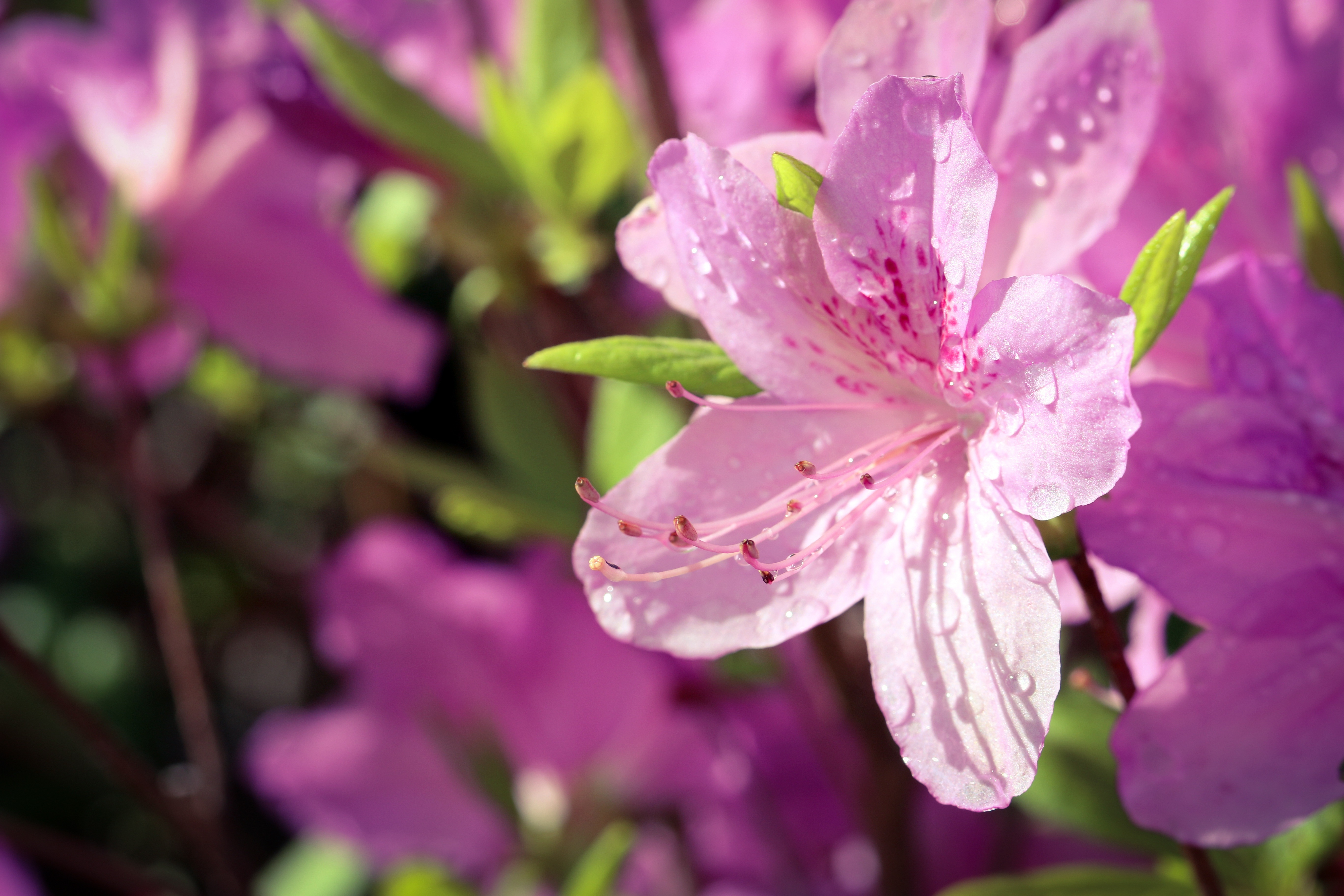 Pink Rhododendron flowers with water drops HD Wallpaper