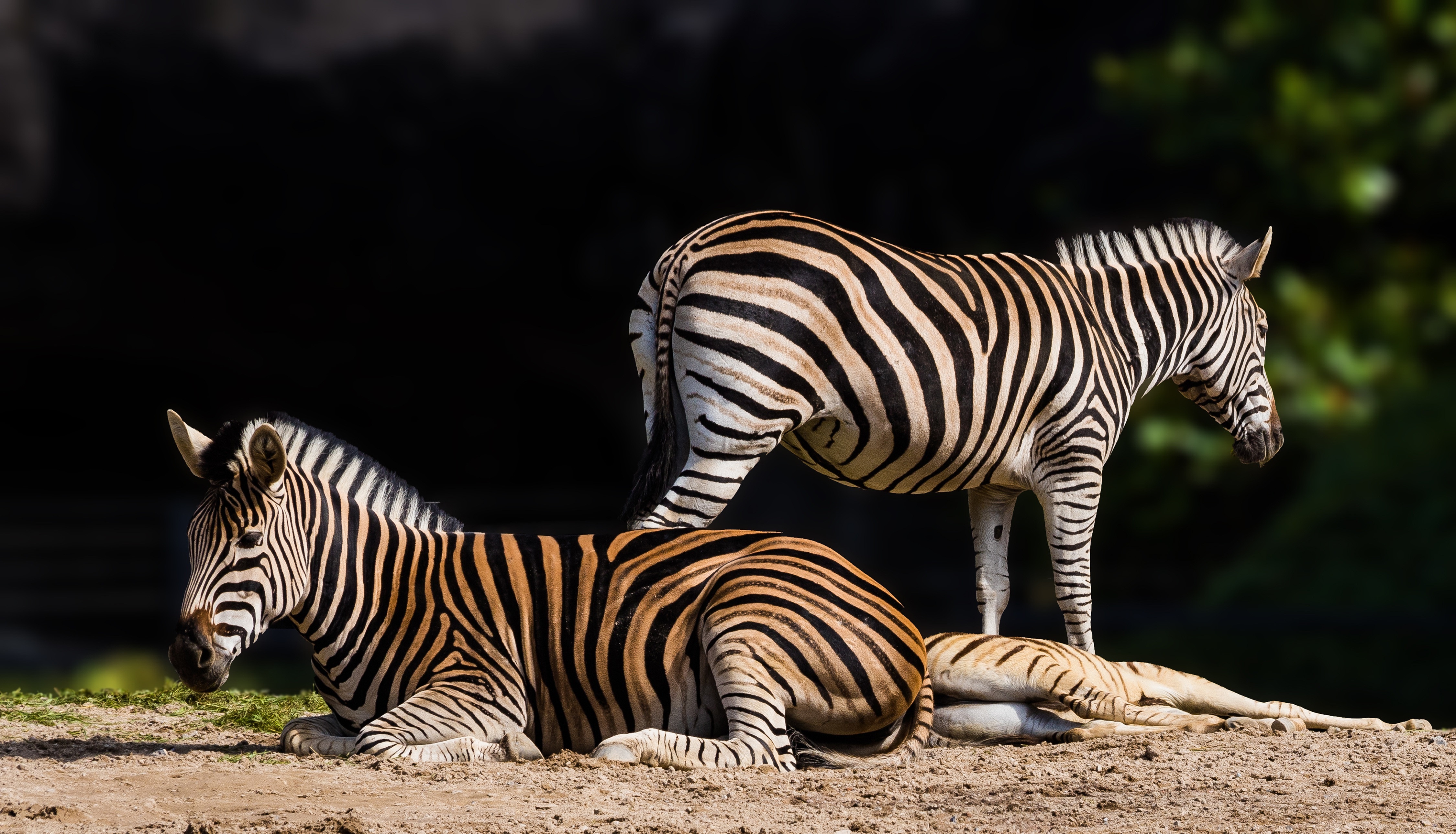4K Zebras Lying Down HD Wallpaper