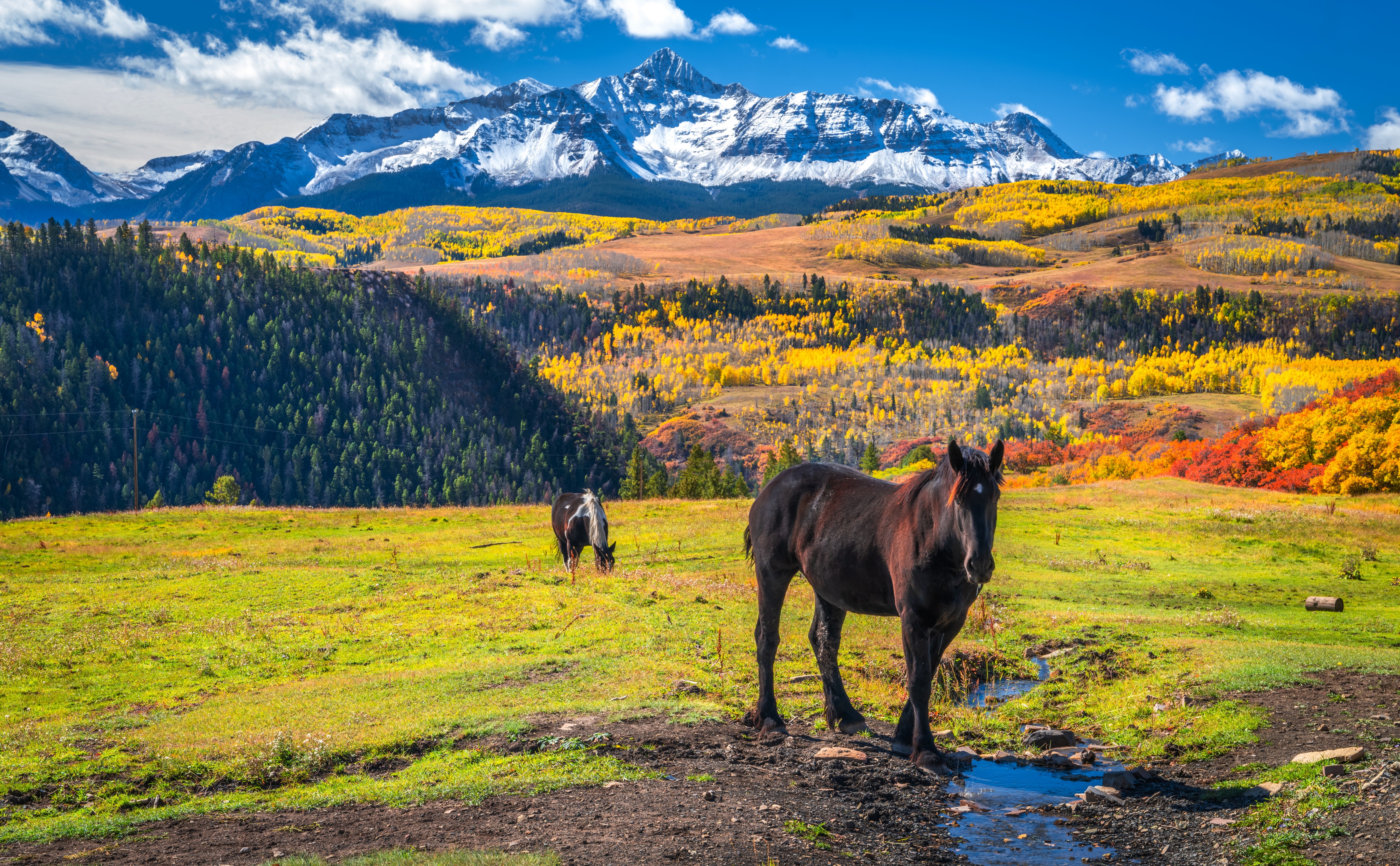 Horses in front of Wilson Peak, Colorado during Autumn HD Wallpaper