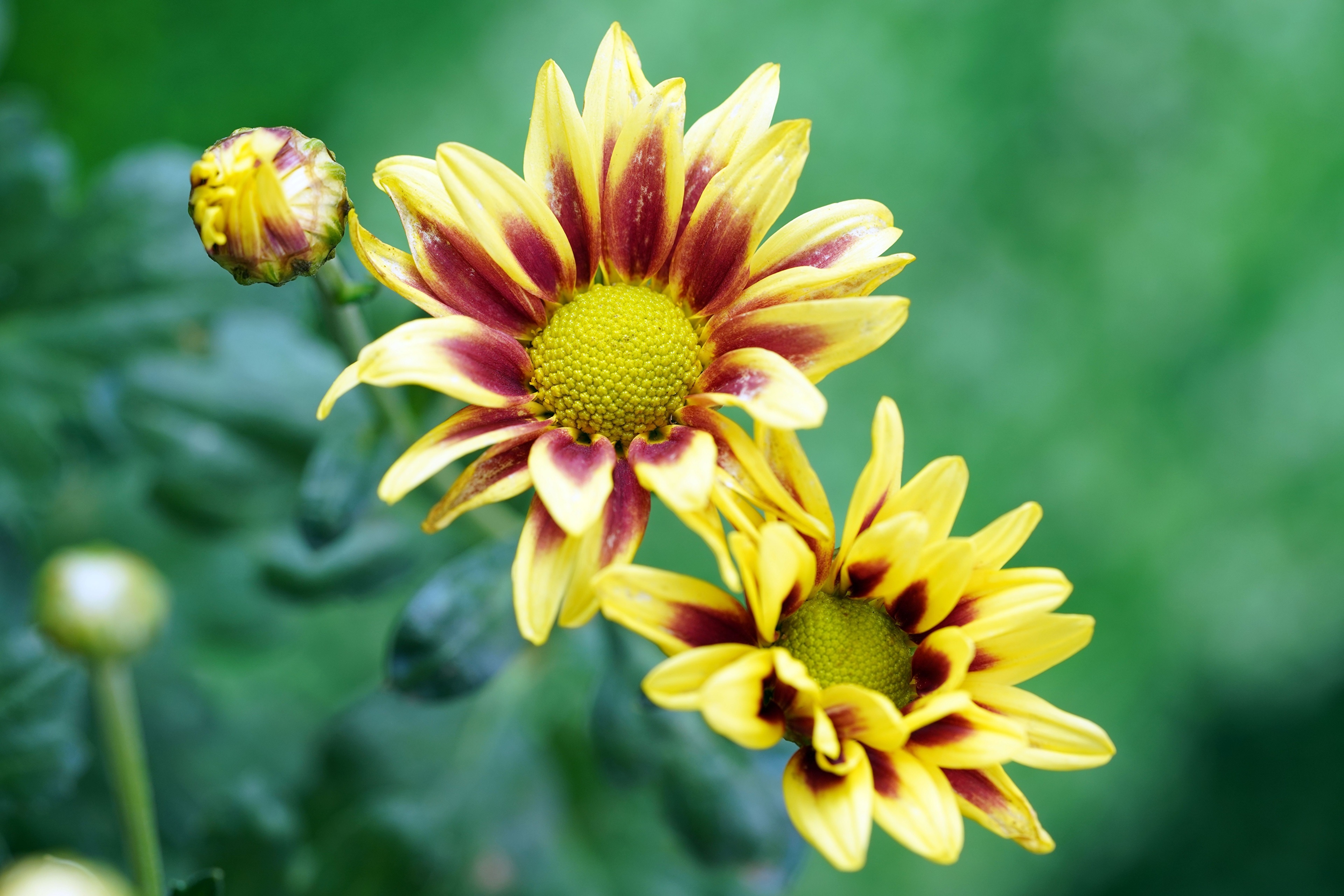 Yellow and maroon Gazania flowers and bud HD Wallpaper