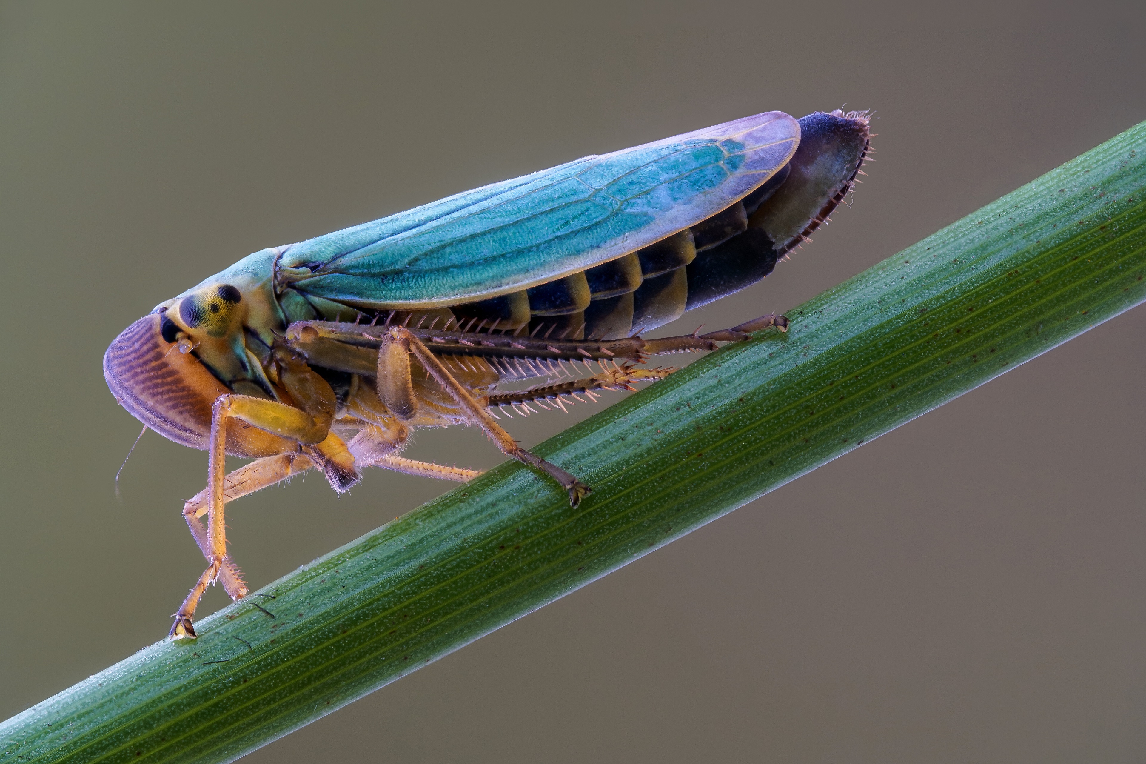 Cicadella Viridis insect on a green stem HD Wallpaper